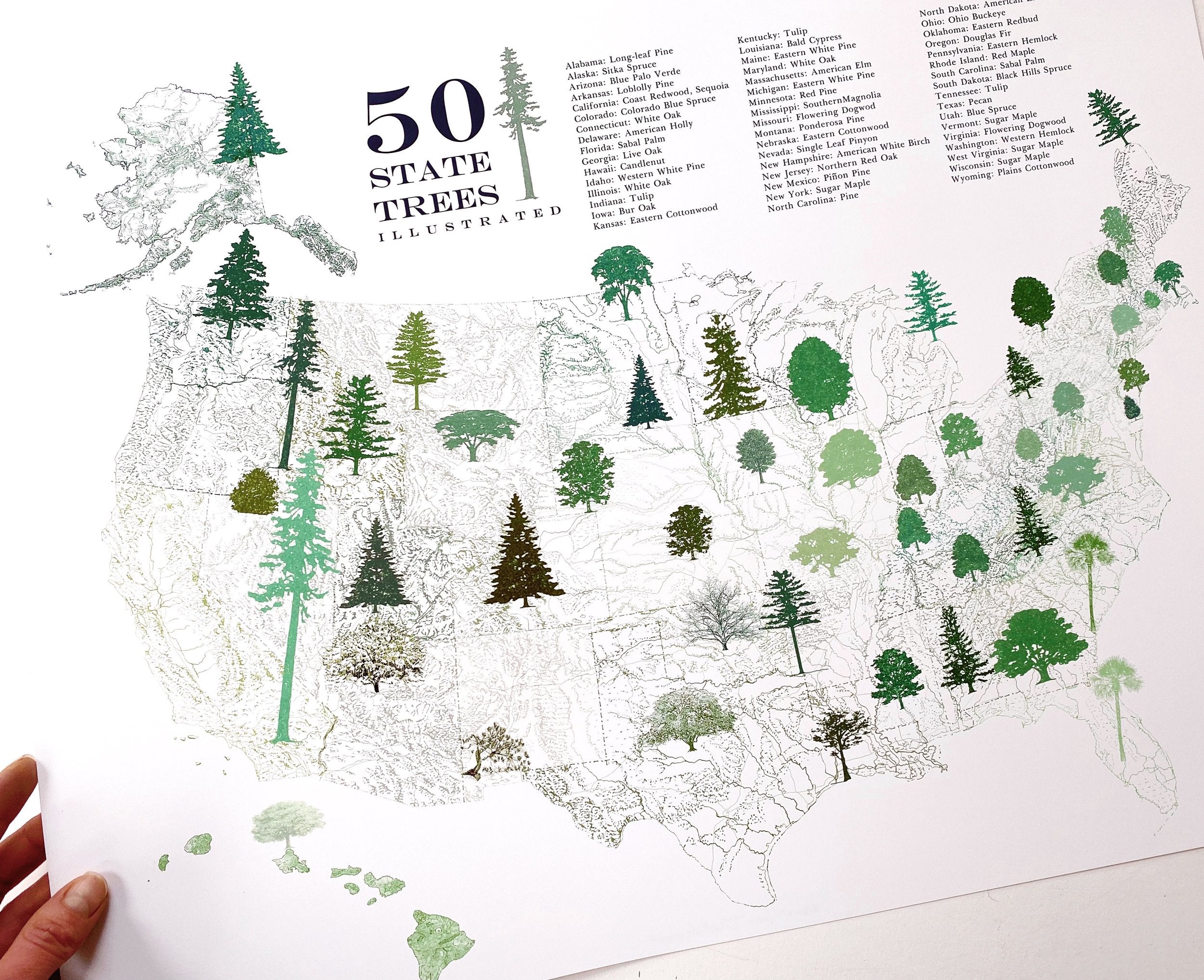 STATE TREEscape USA Map Drawing: PRINT (all 50 - with key)