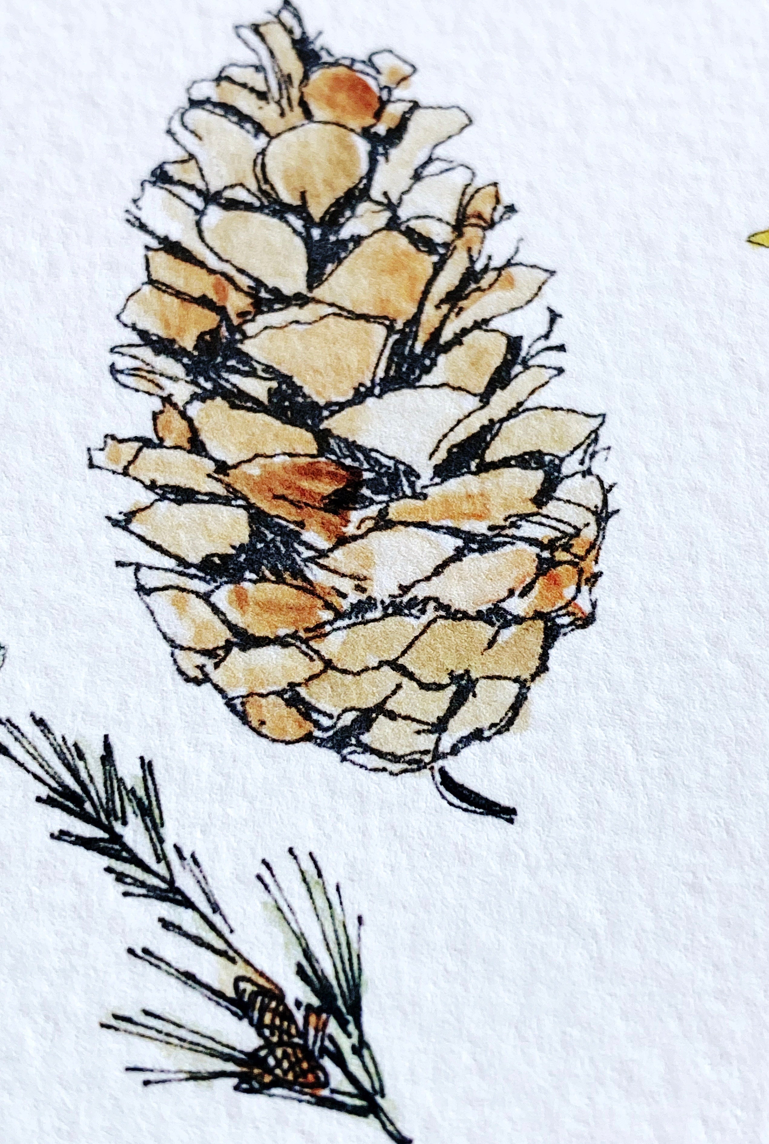 MAINE State Flower Map: White Pine Cone + Tassel: PRINT