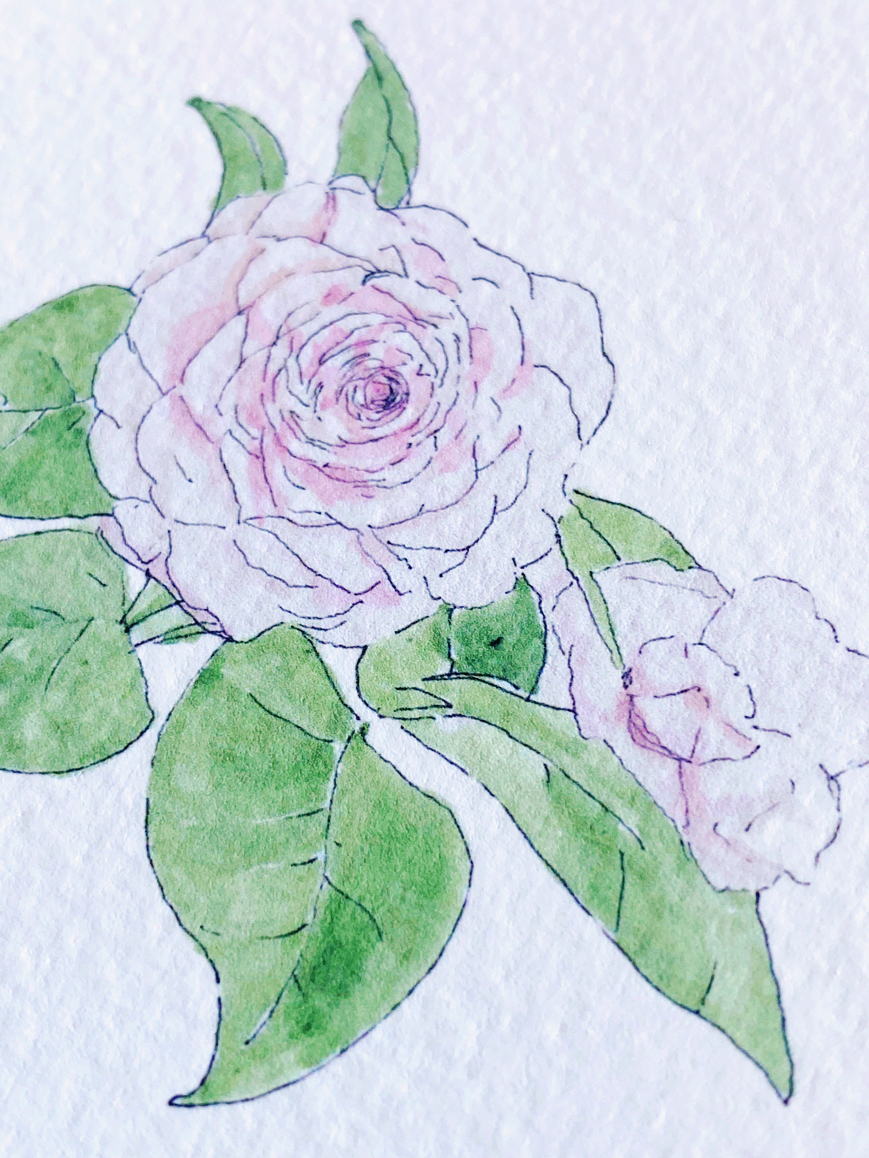 ALABAMA State Flower Map: Camellia: PRINT