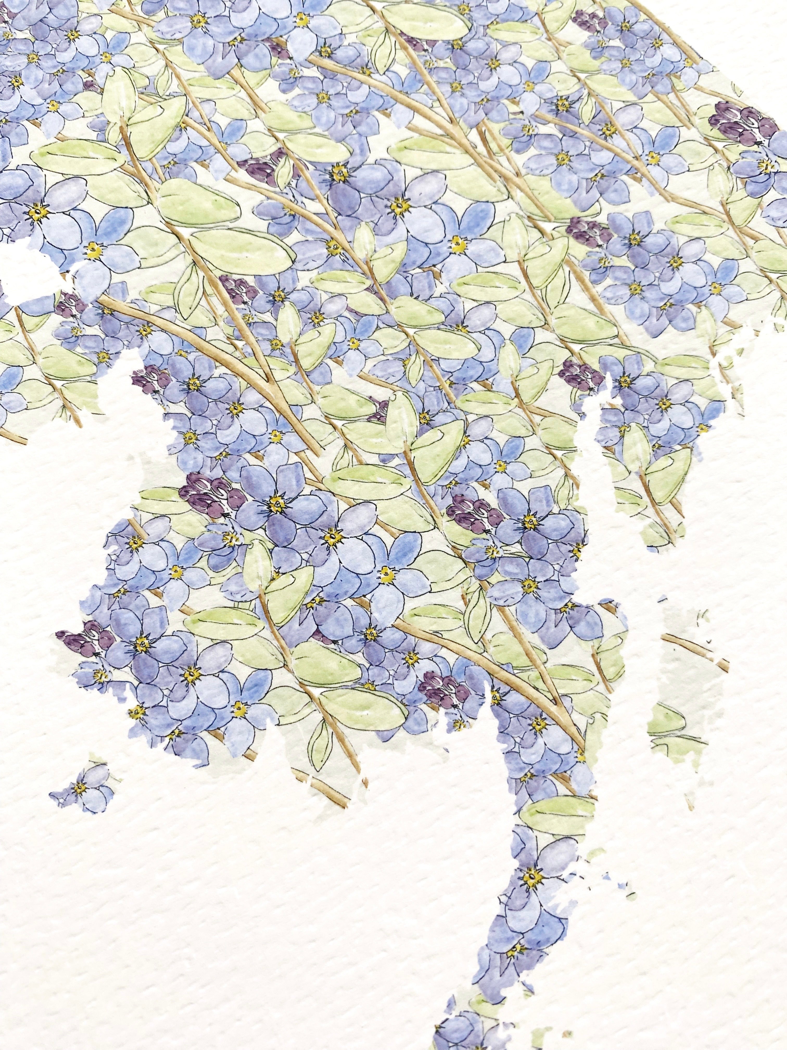 ALASKA State Flower Map: Forget-me-not: PRINT