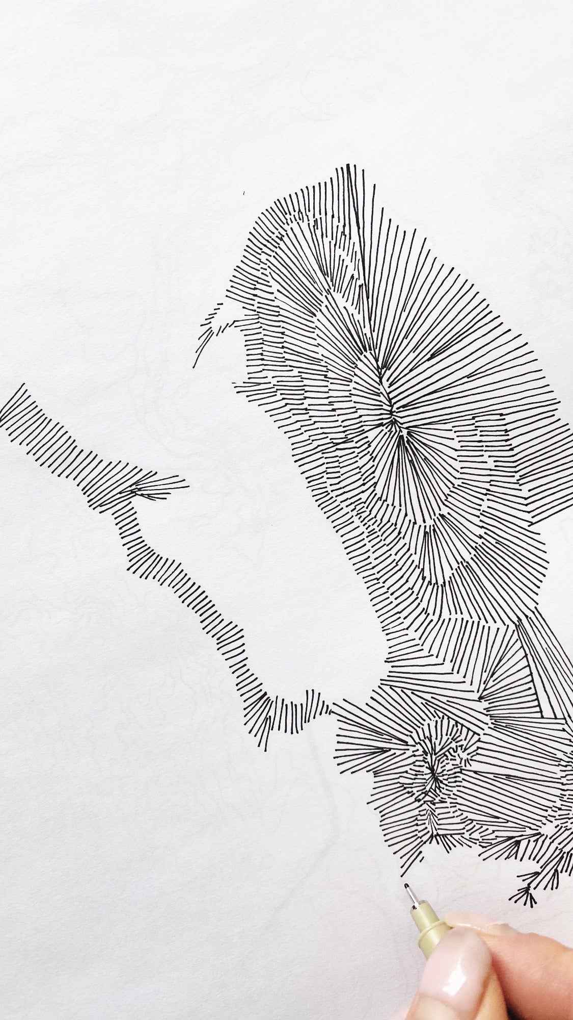 ANACORTES Land + Water Map Drawing: PRINT