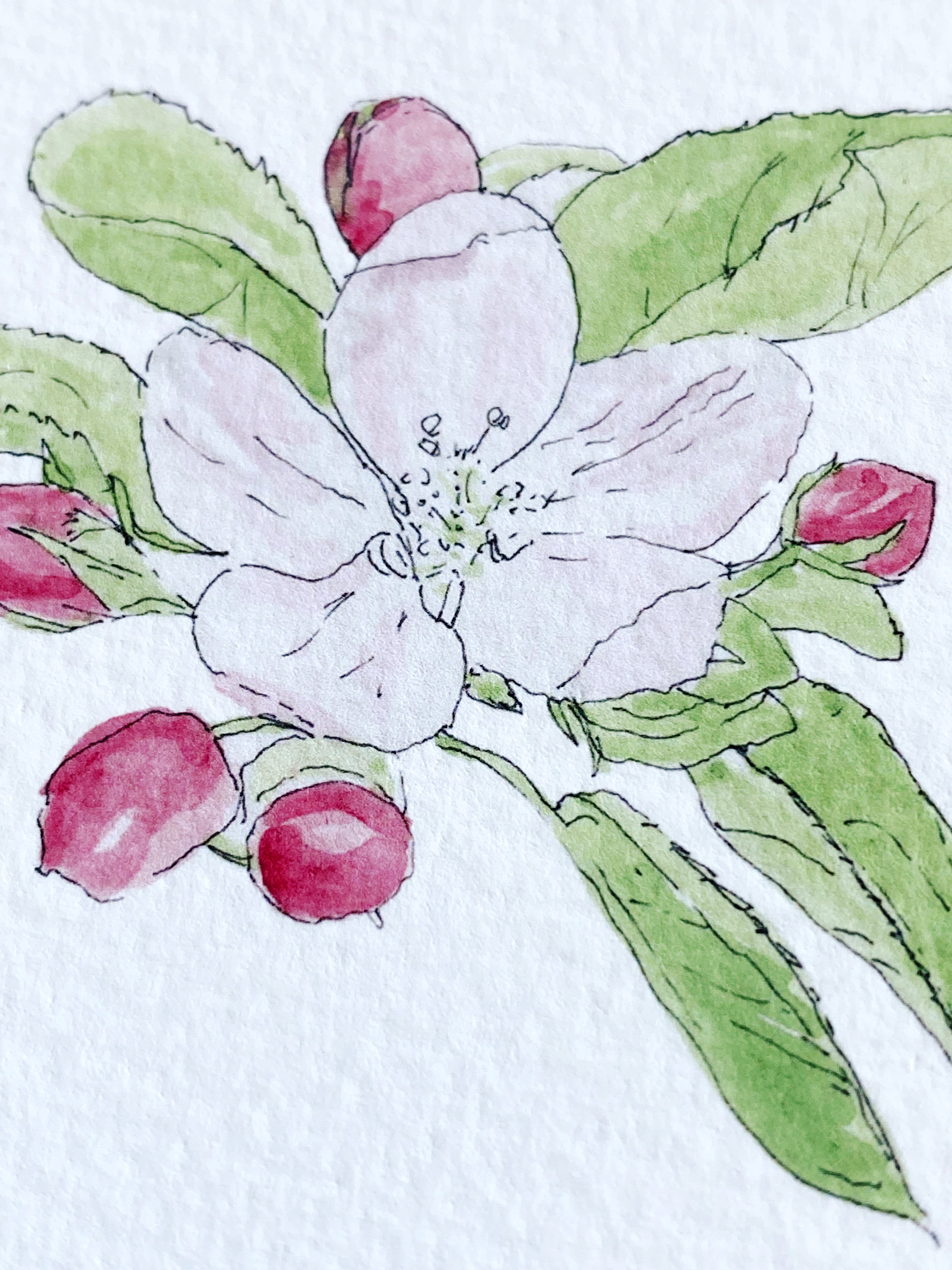 ARKANSAS State Flower Map: Apple Blossom: PRINT