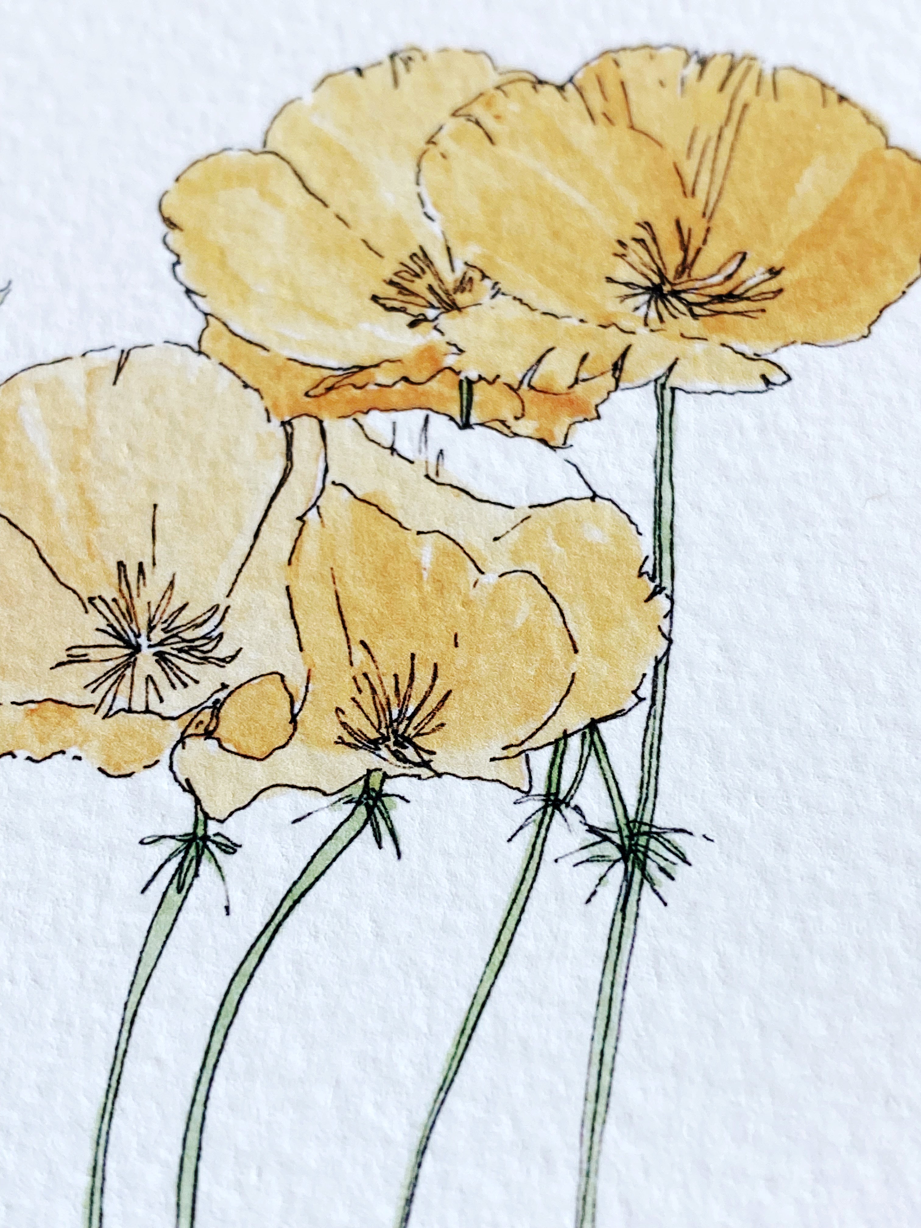 CALIFORNIA State Flower Map: California Poppy: PRINT