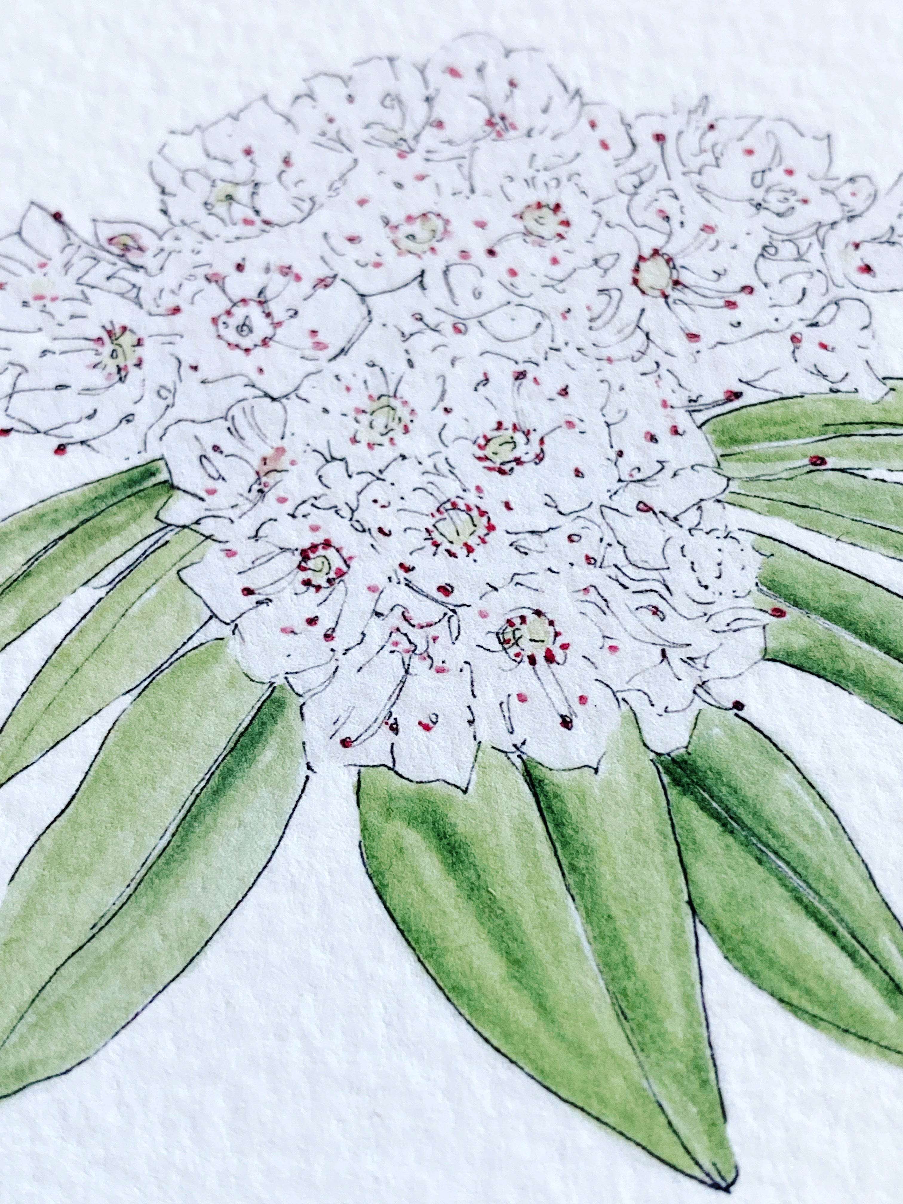 CONNECTICUT State Flower Map: Mountain Laurel: PRINT