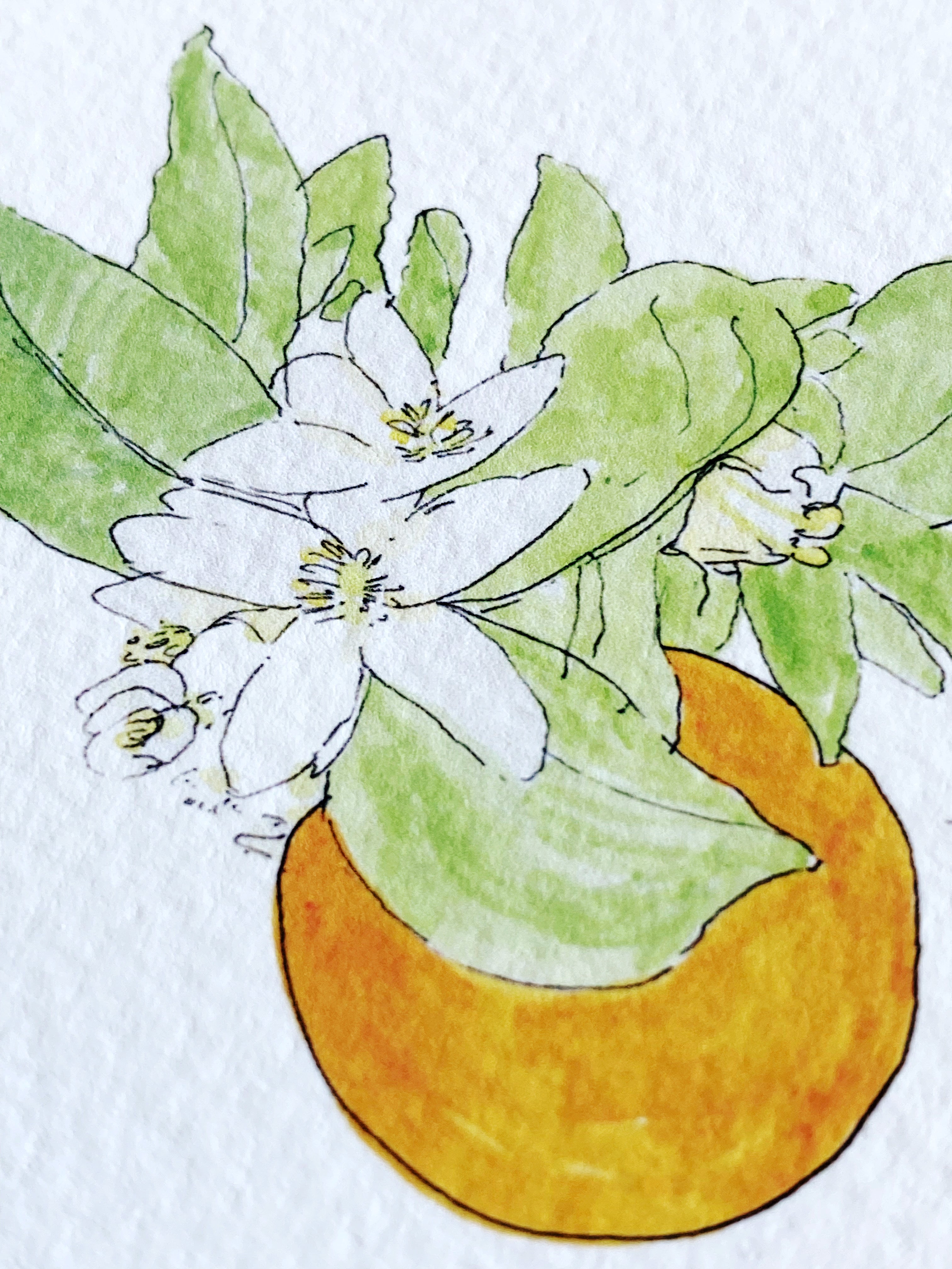 FLORIDA State Flower Map: Orange Blossom: PRINT