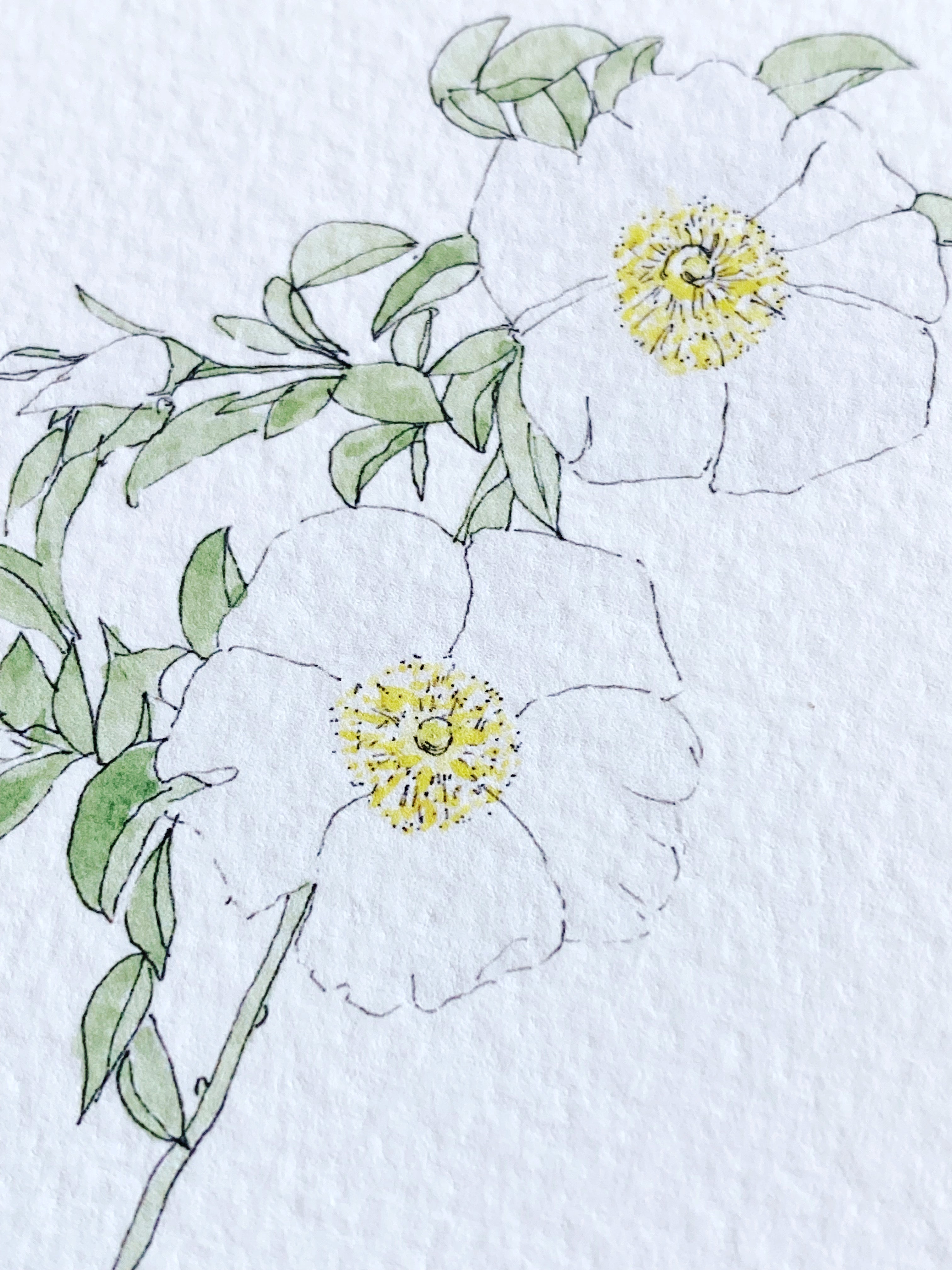 GEORGIA State Flower Map: Cherokee Rose: PRINT