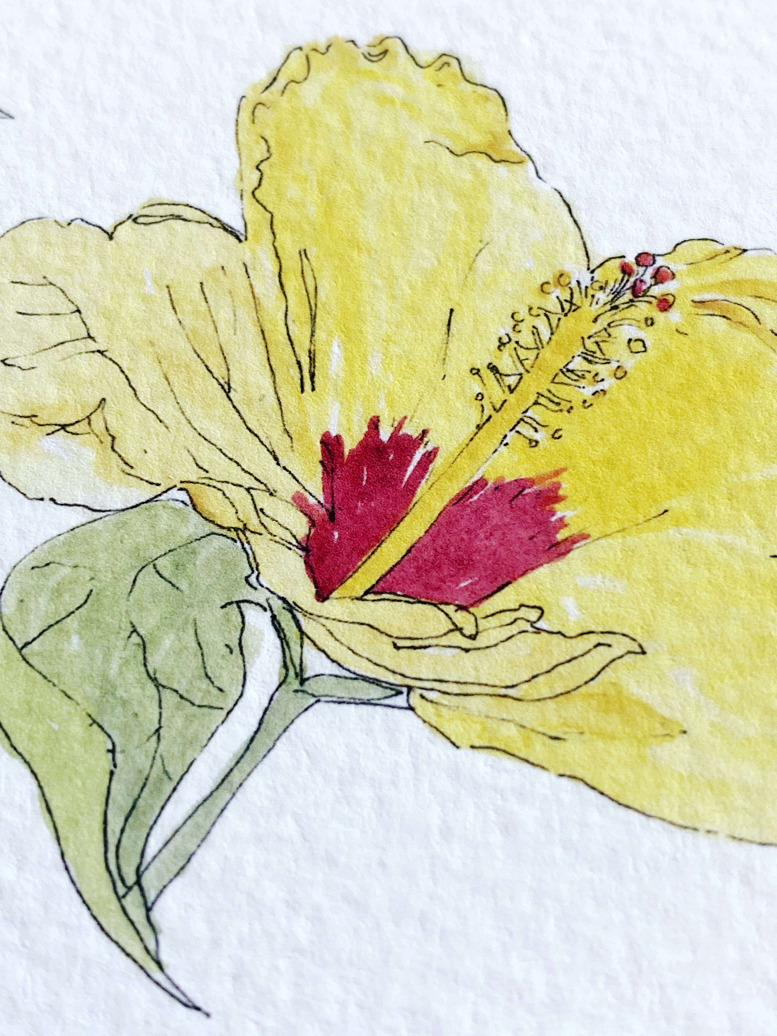 HAWAII State Flower Map: Pua Aloalo: PRINT