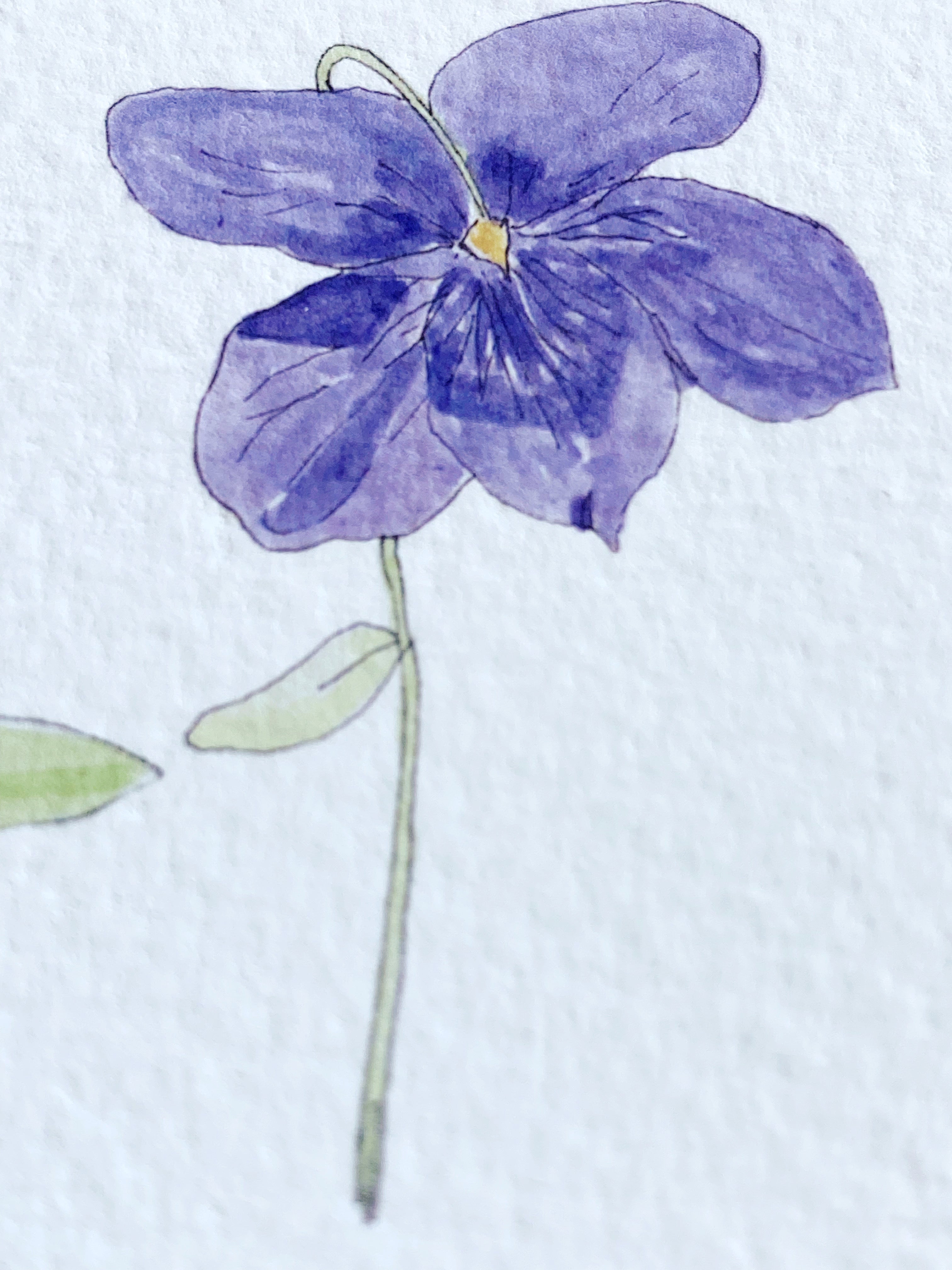 ILLINOIS State Flower Map: Native Violet: PRINT