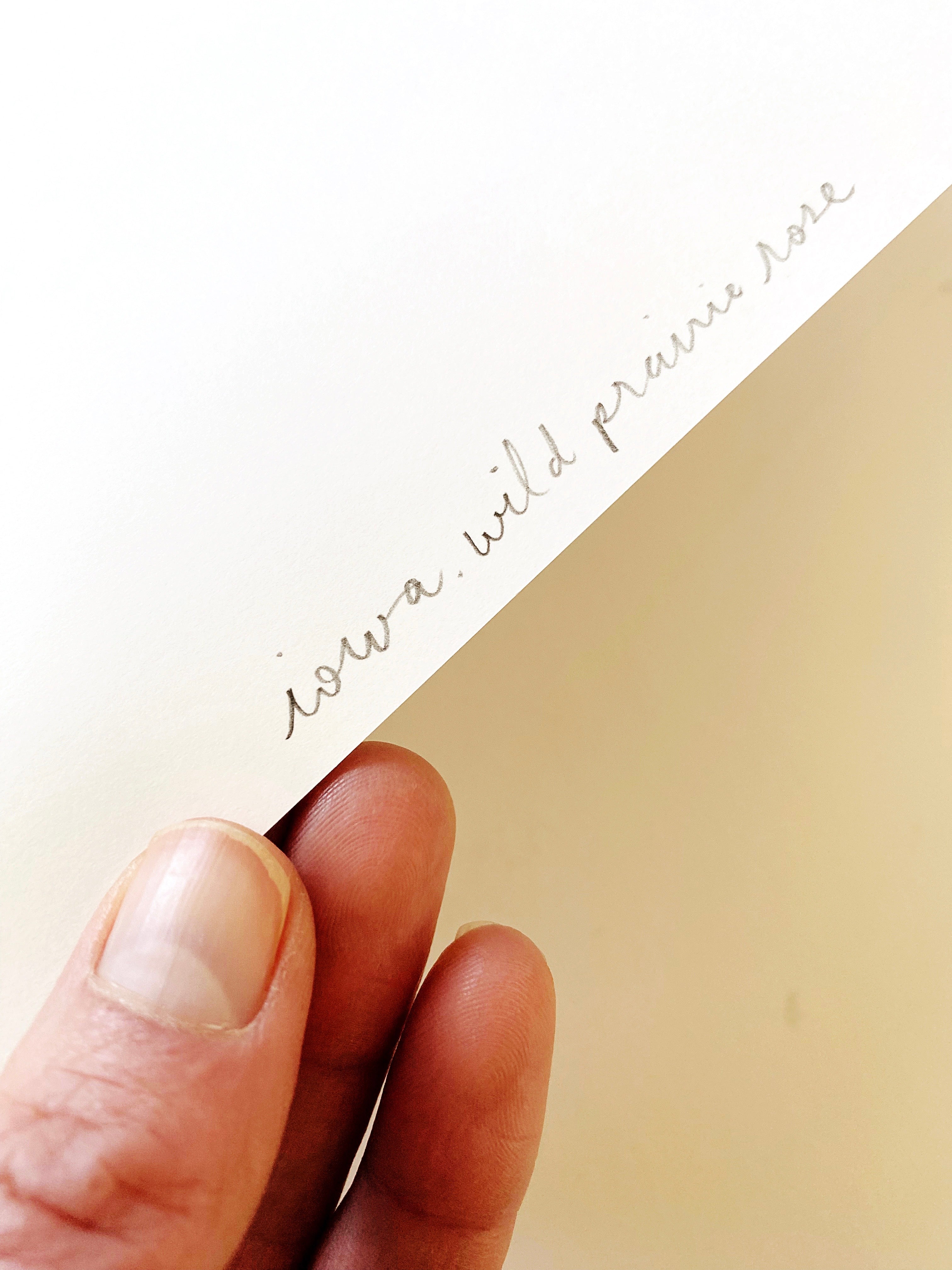 IOWA State Flower Map: Wild Prairie Rose: PRINT