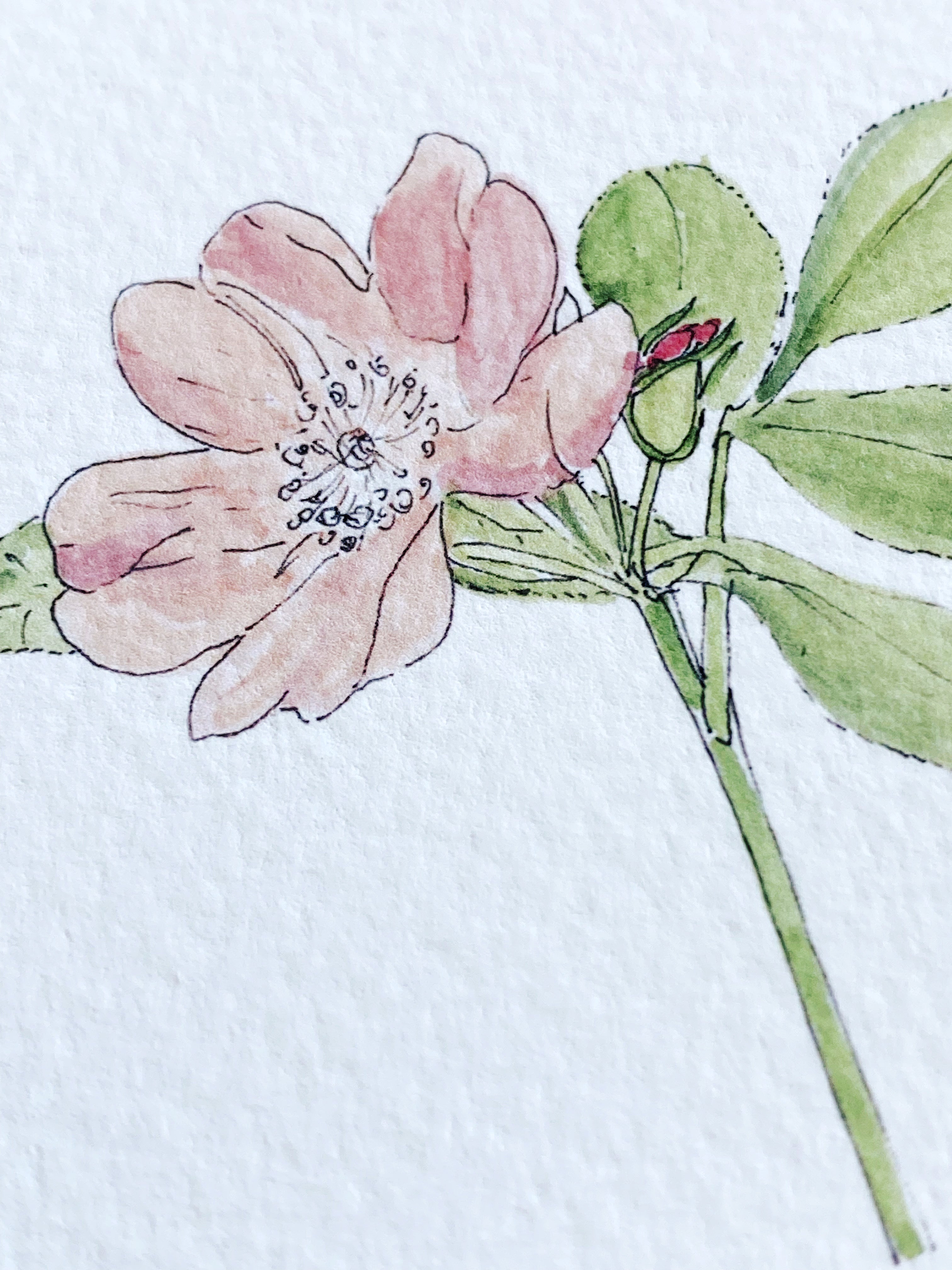 IOWA State Flower Map: Wild Prairie Rose: PRINT