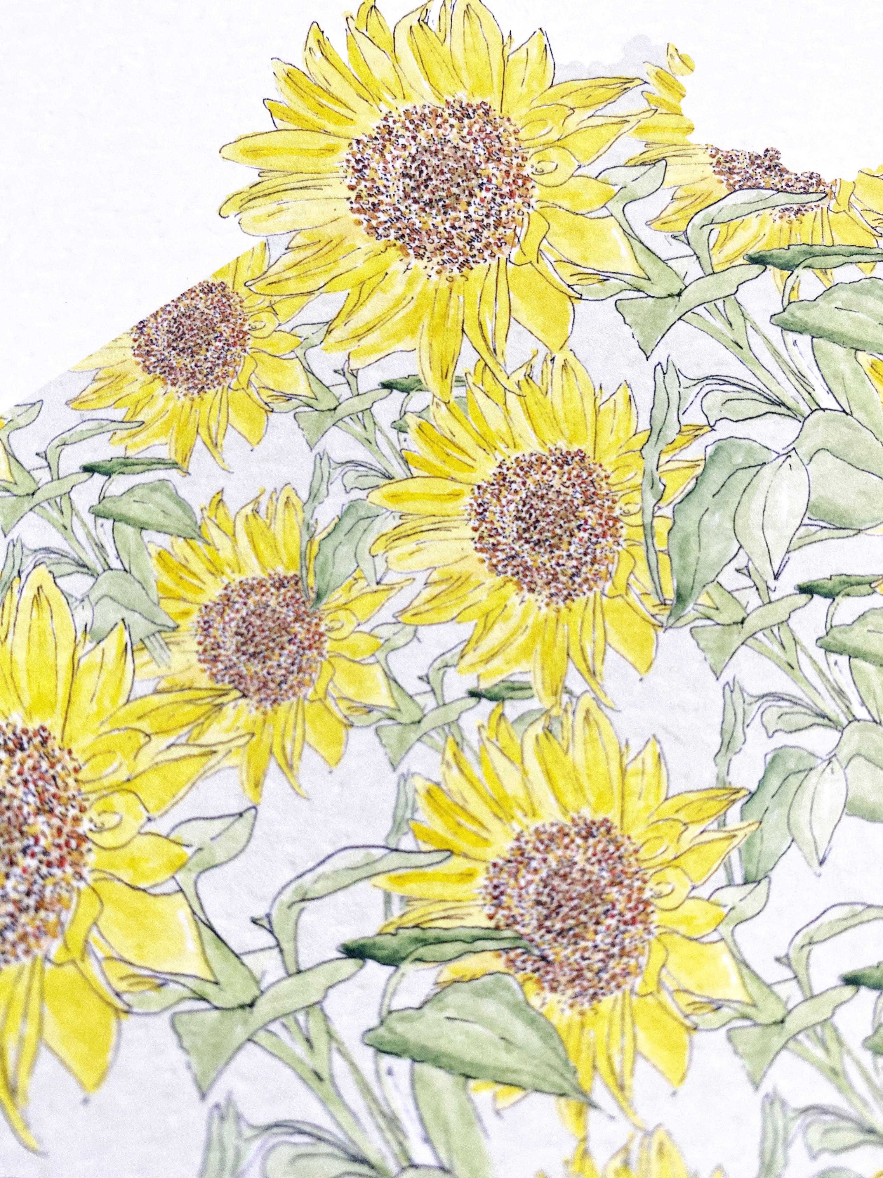 KANSAS State Flower Map: Sunflower: PRINT