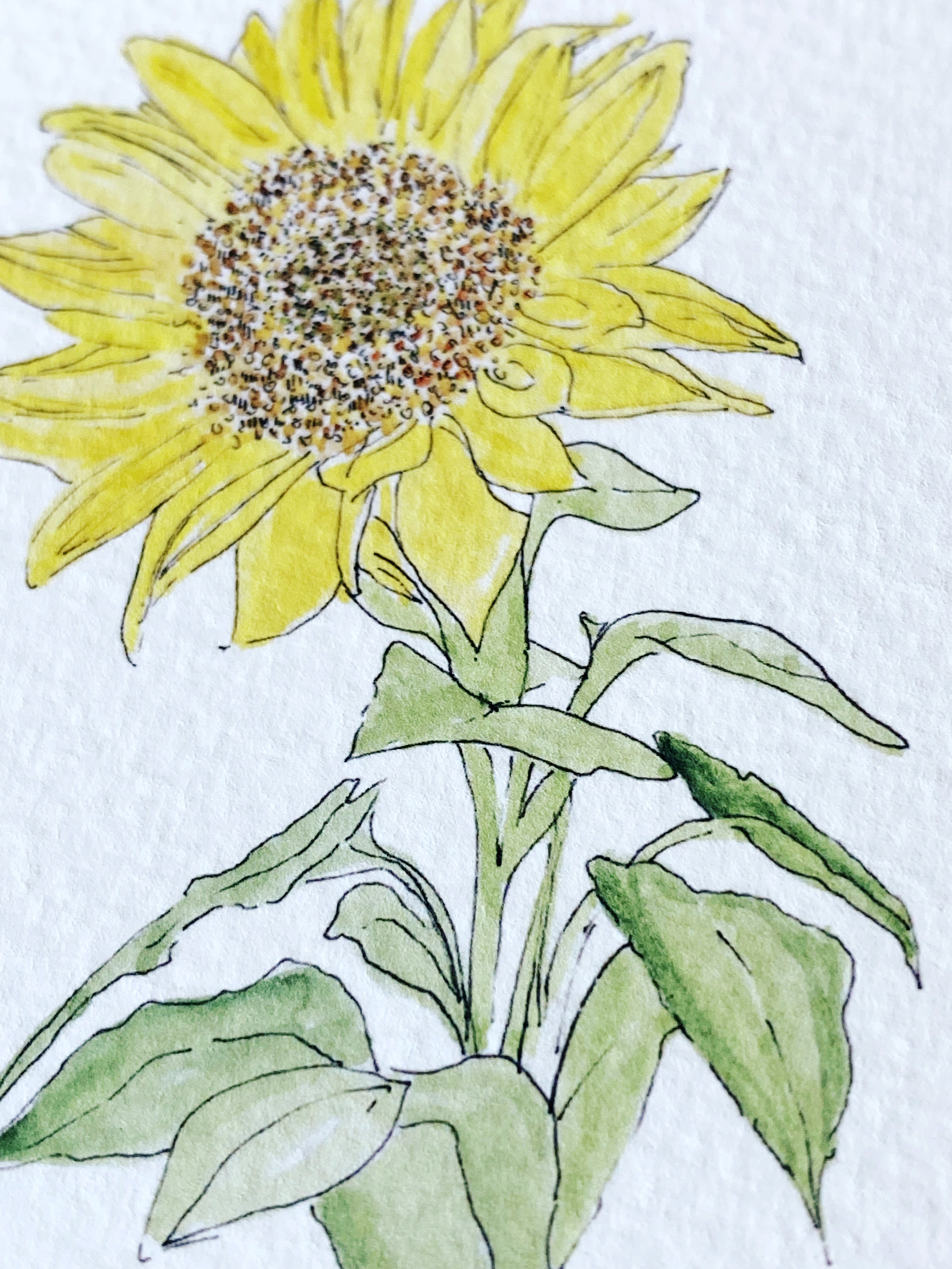 KANSAS State Flower Map: Sunflower: PRINT