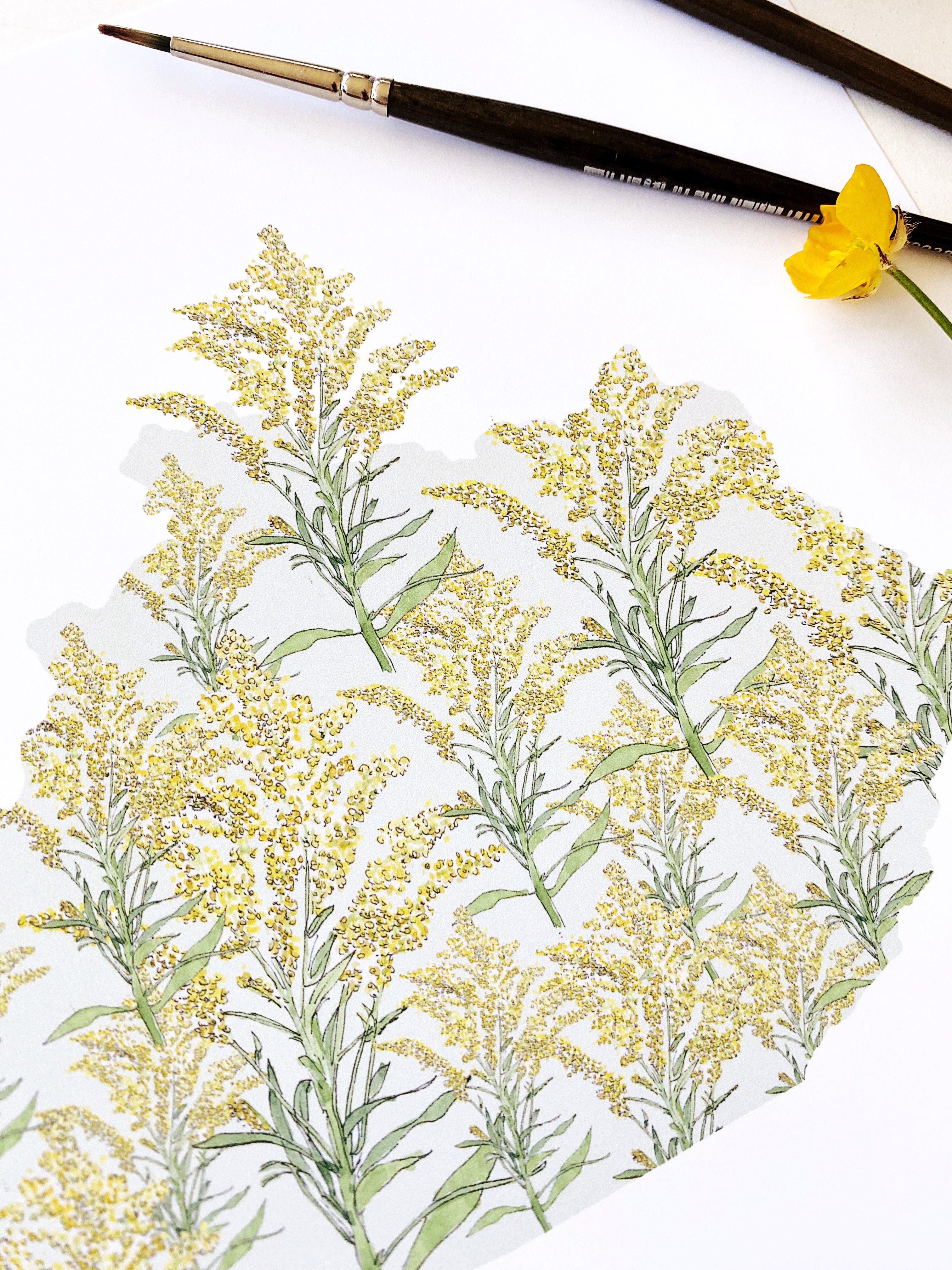 KENTUCKY State Flower Map: Goldenrod: PRINT