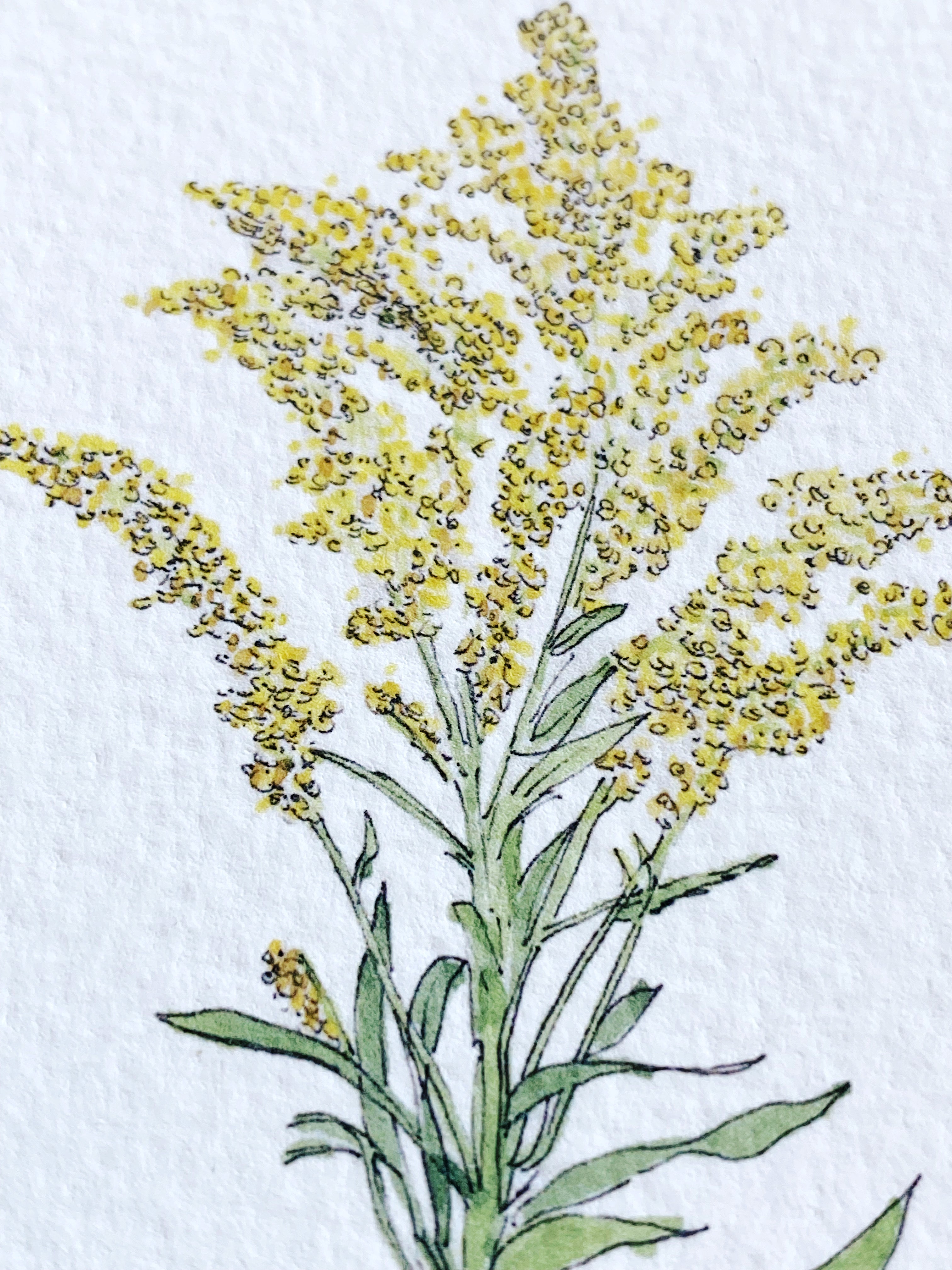 KENTUCKY State Flower Map: Goldenrod: PRINT