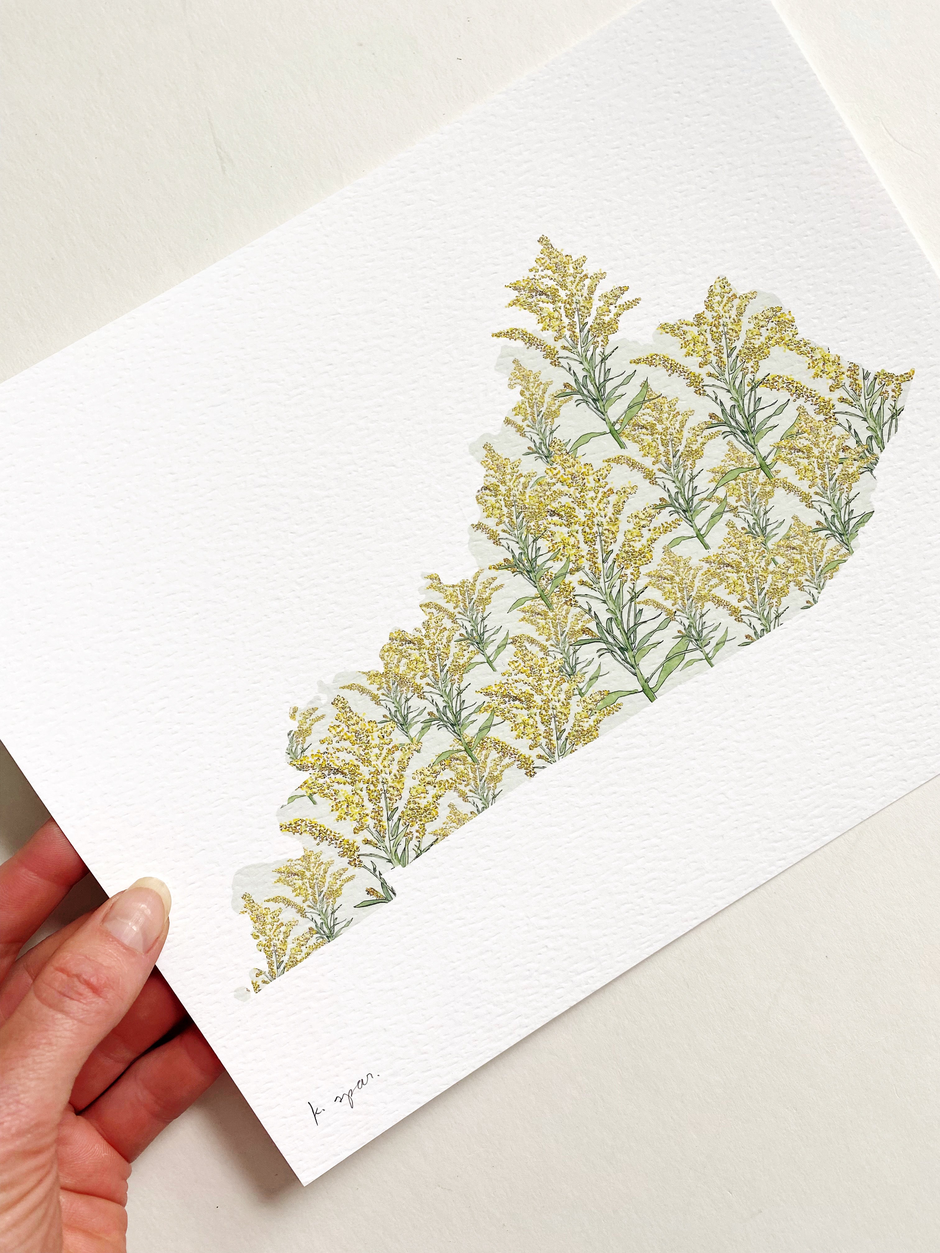 KENTUCKY State Flower Map: Goldenrod: PRINT