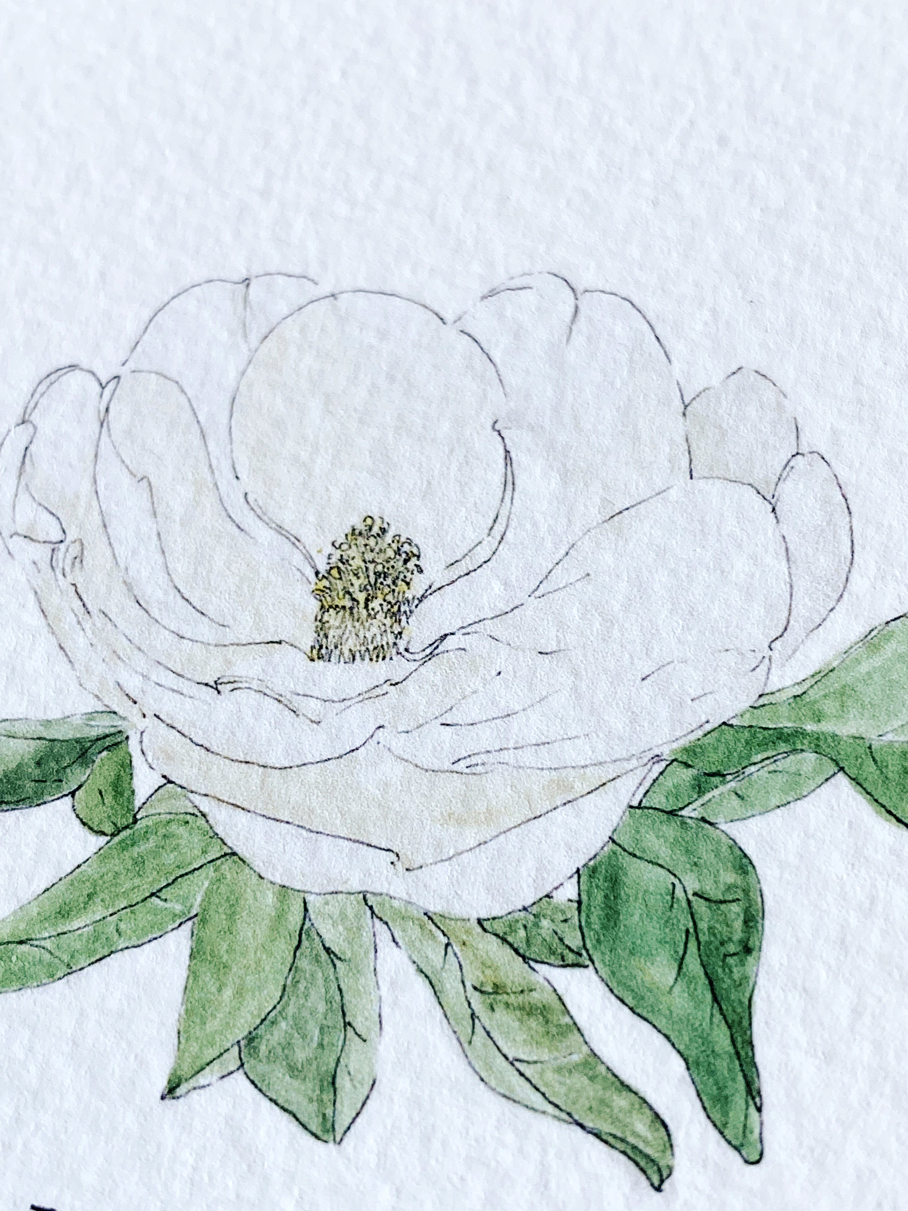 LOUISIANA State Flower Map: Magnolia: PRINT