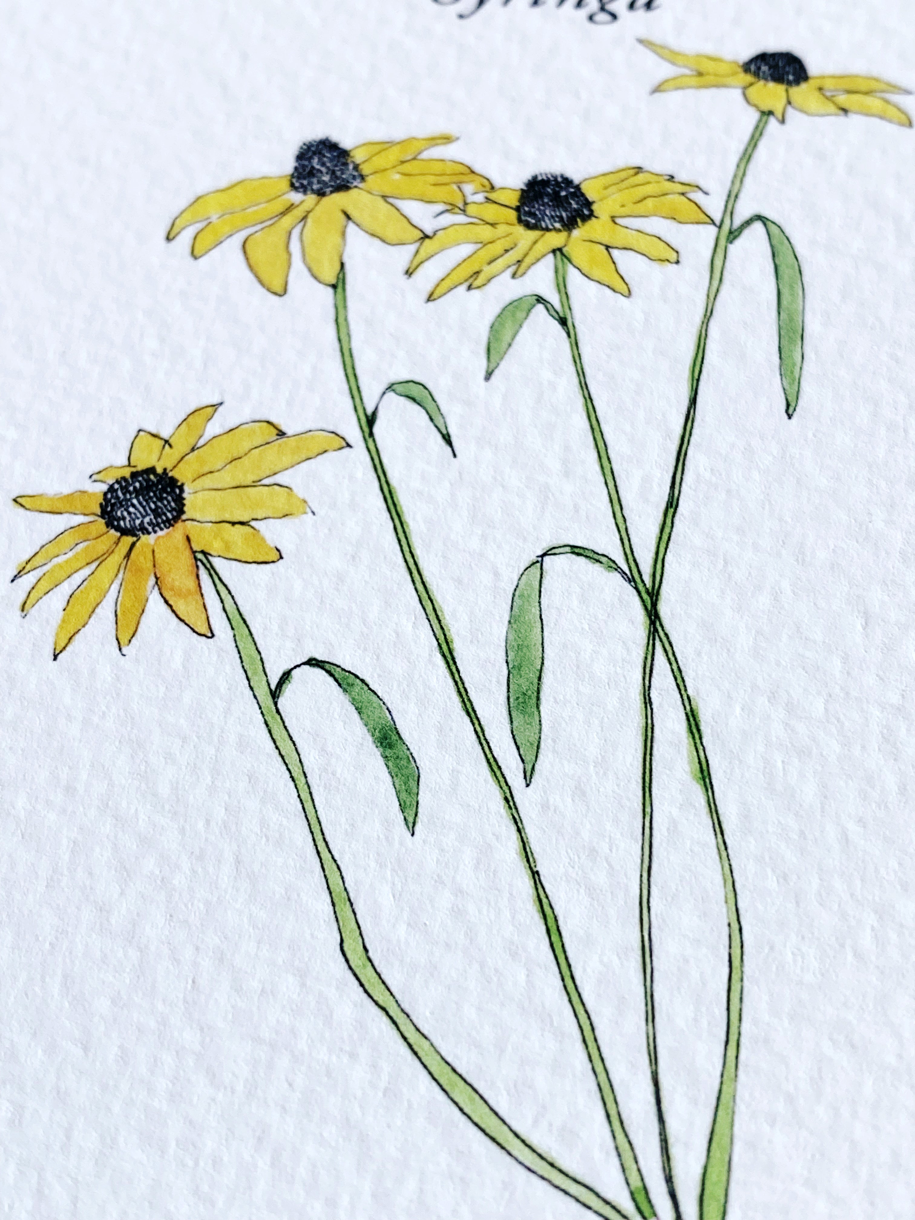 MARYLAND State Flower Map: Black-eyed Susan: PRINT