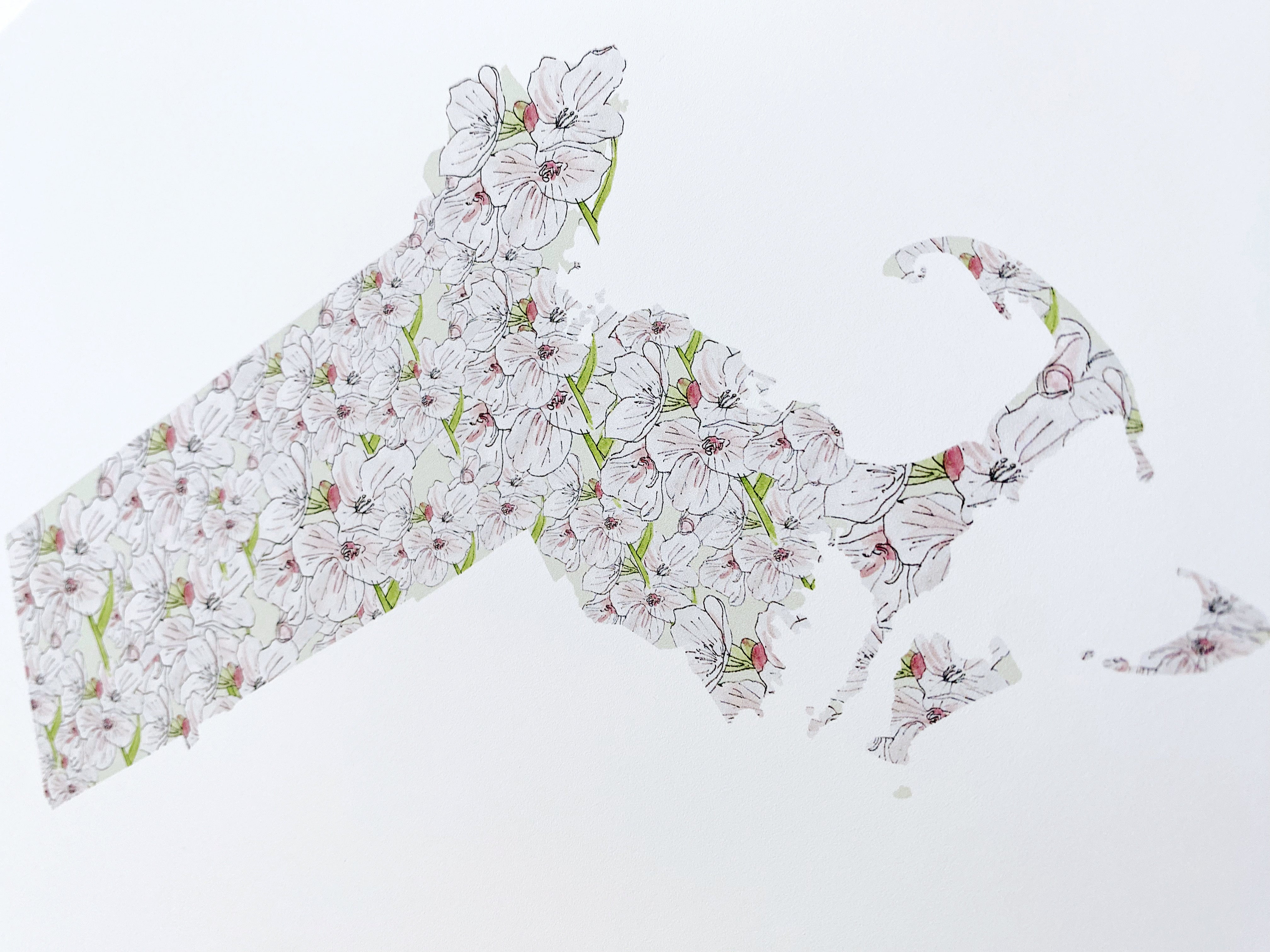 MASSACHUSETTS State Flower Map: Mayflower: PRINT
