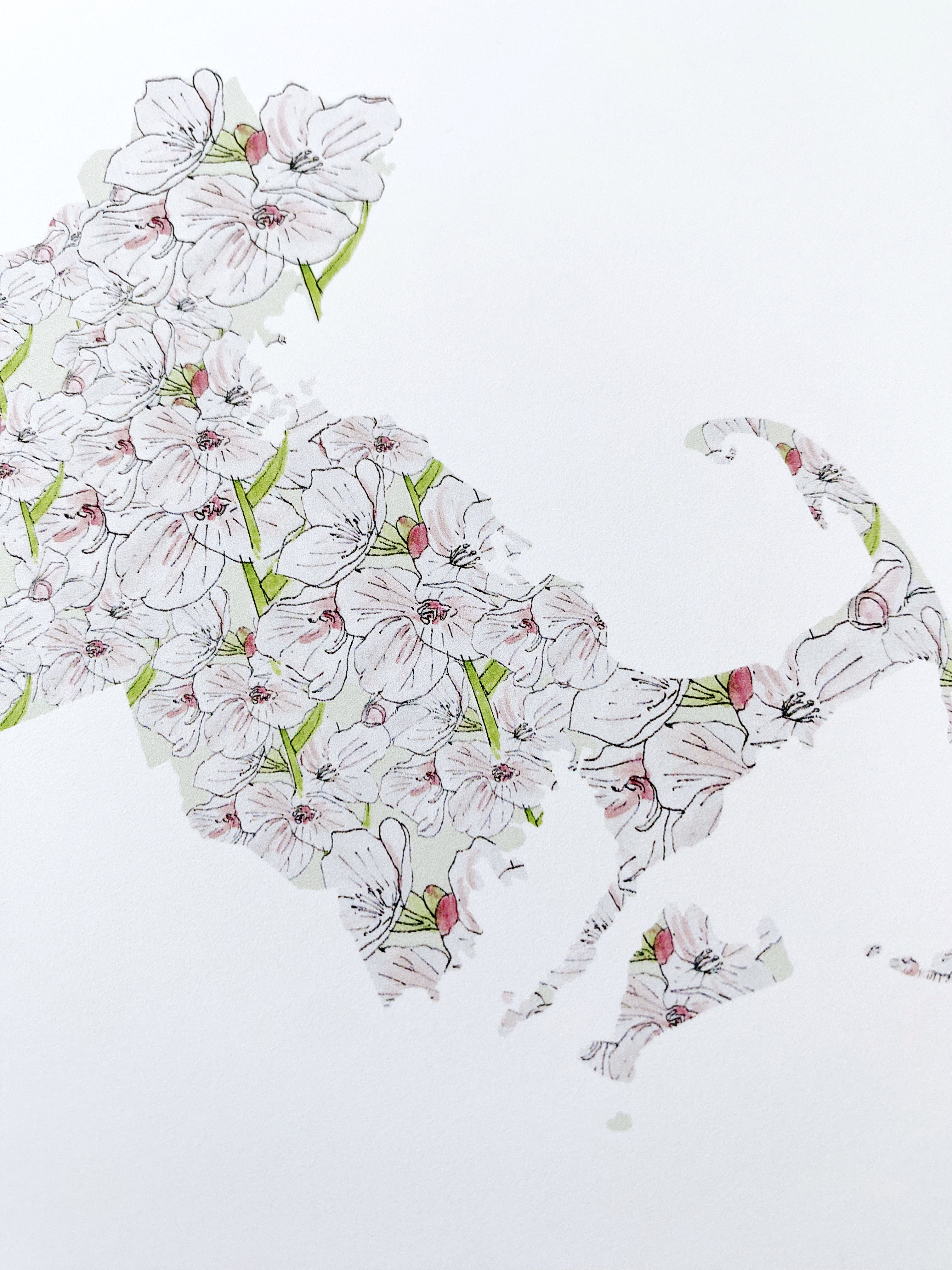 MASSACHUSETTS State Flower Map: Mayflower: PRINT