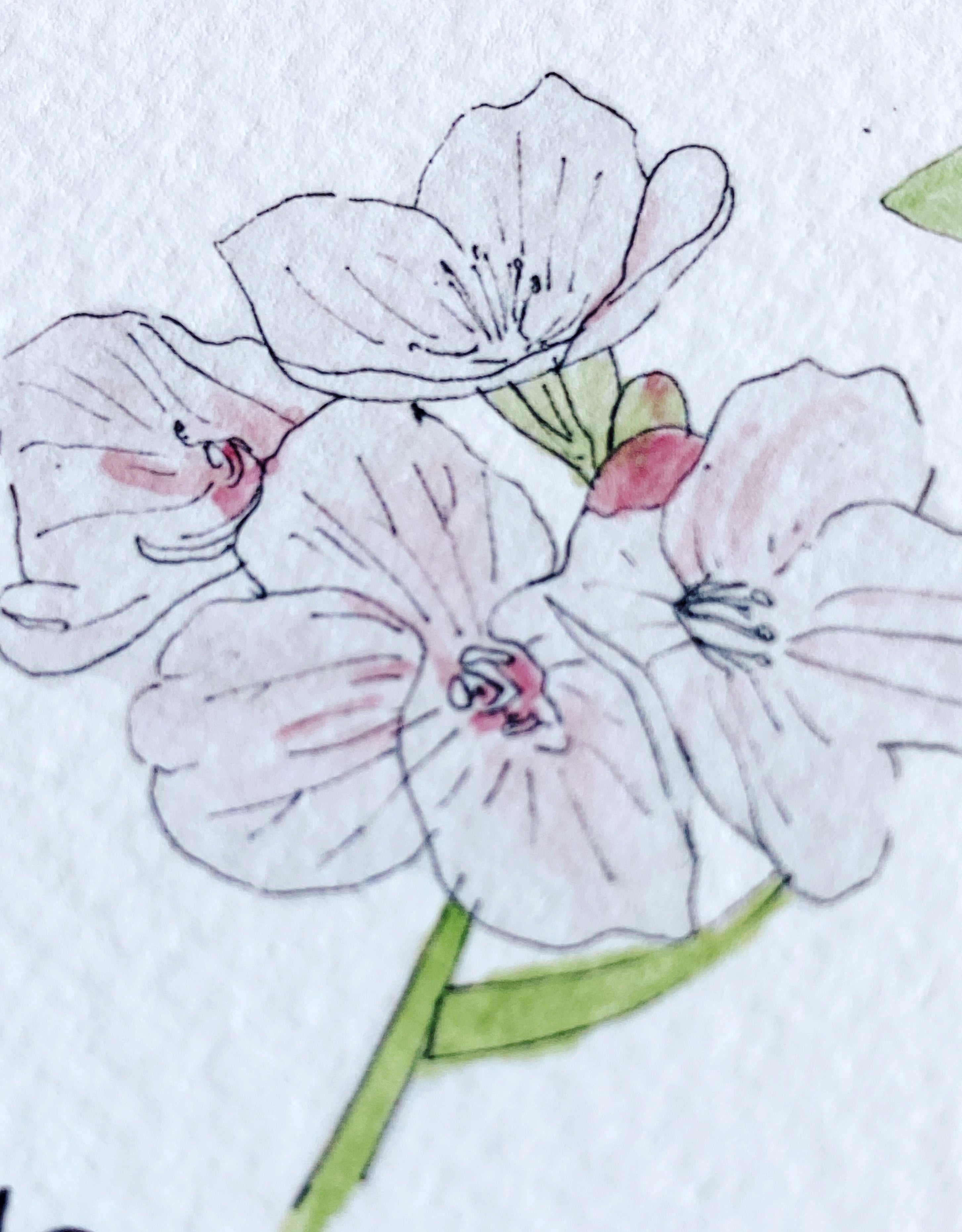 MASSACHUSETTS State Flower Map: Mayflower: PRINT