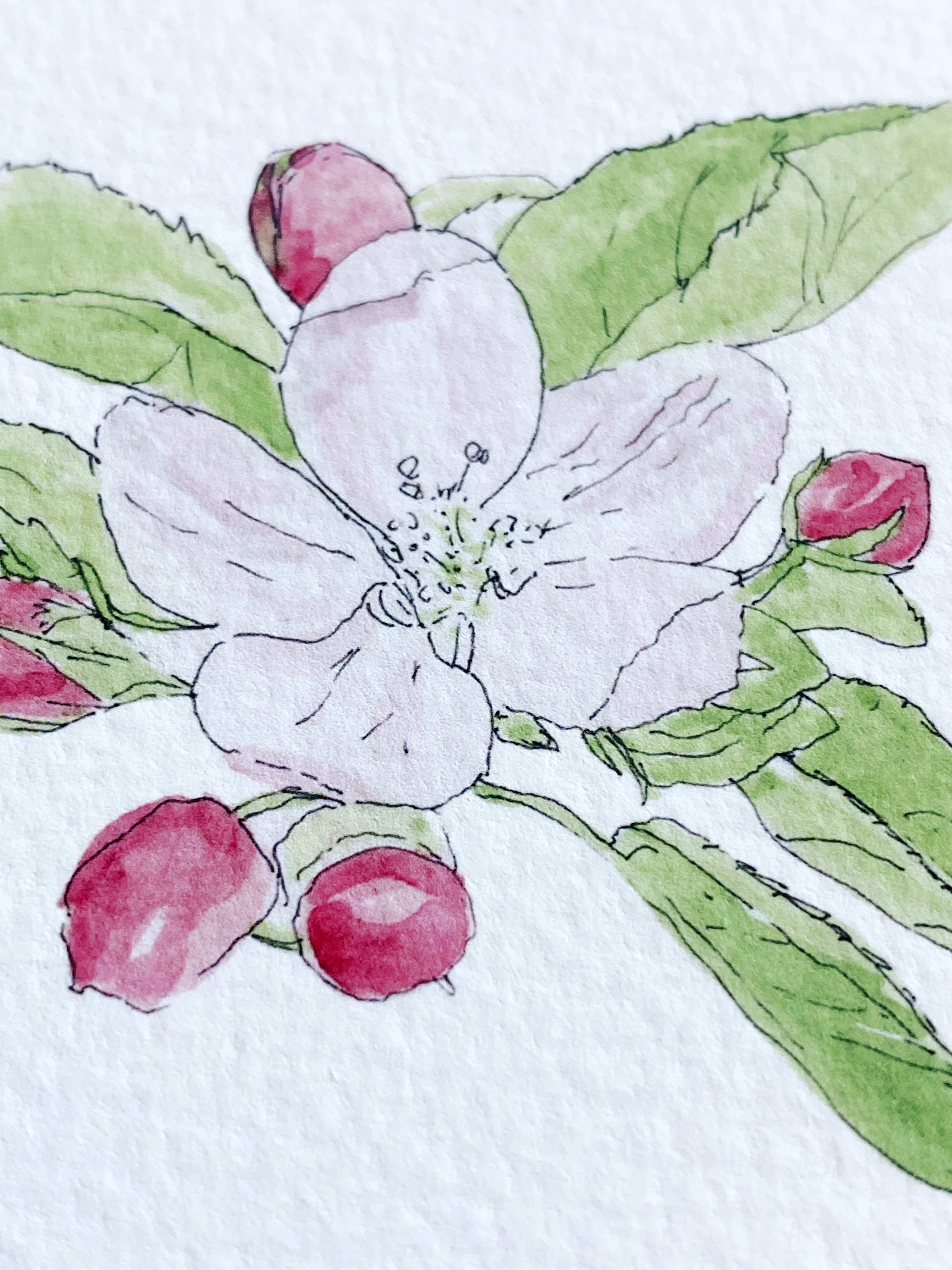 MICHIGAN State Flower Map: Apple Blossom: PRINT