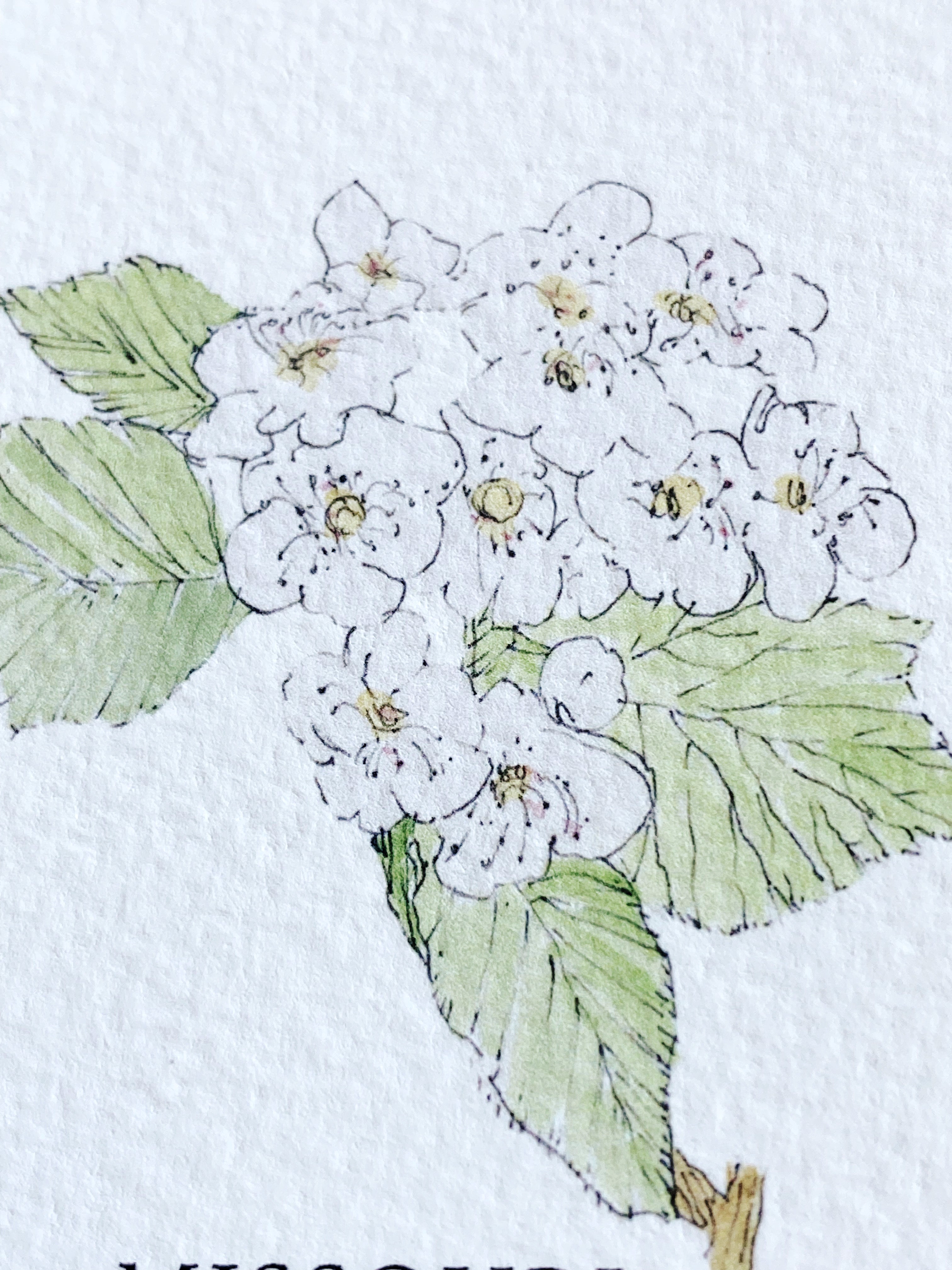 MISSOURI State Flower Map: Hawthorne: PRINT