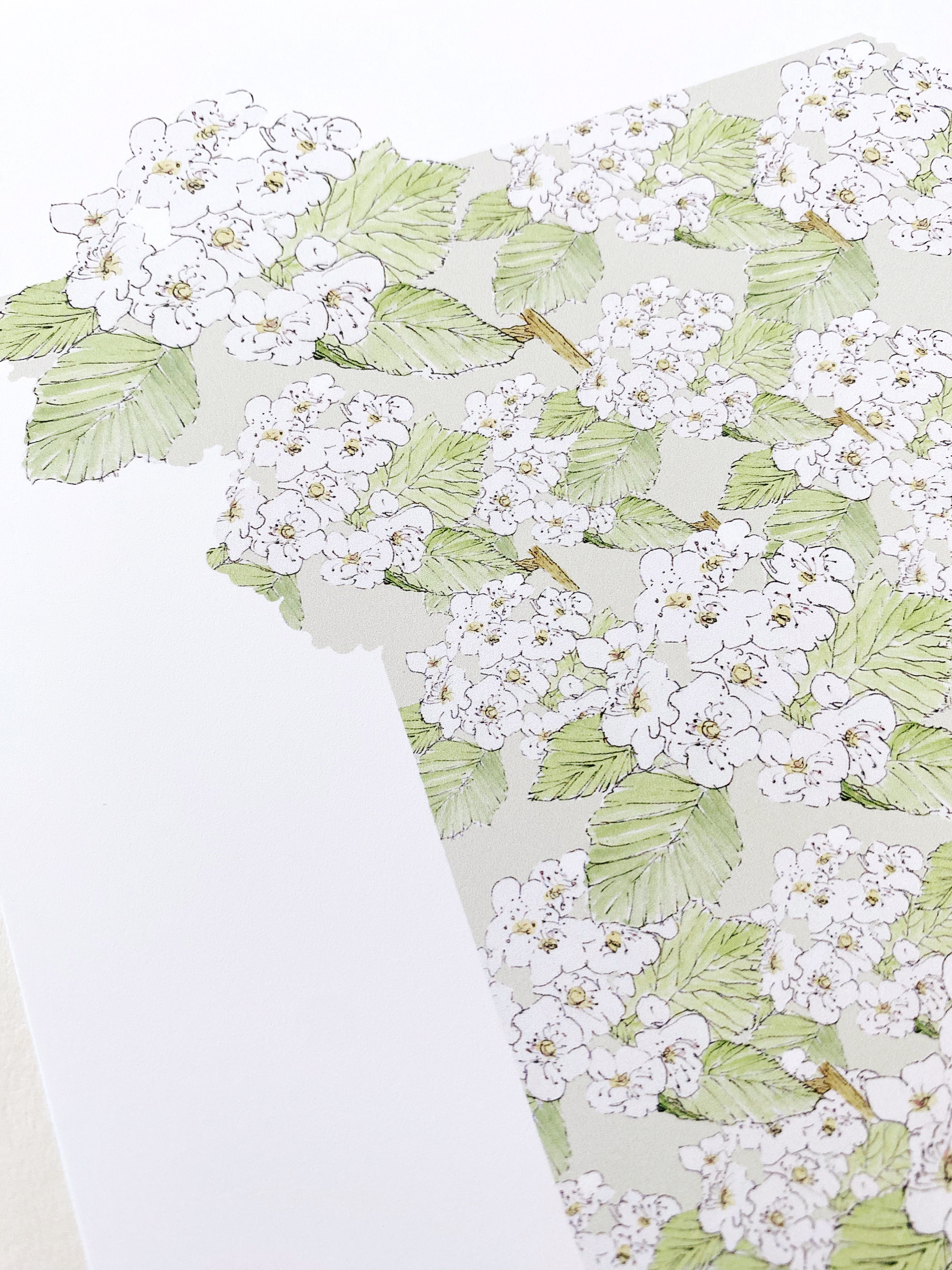 MISSOURI State Flower Map: Hawthorne: PRINT