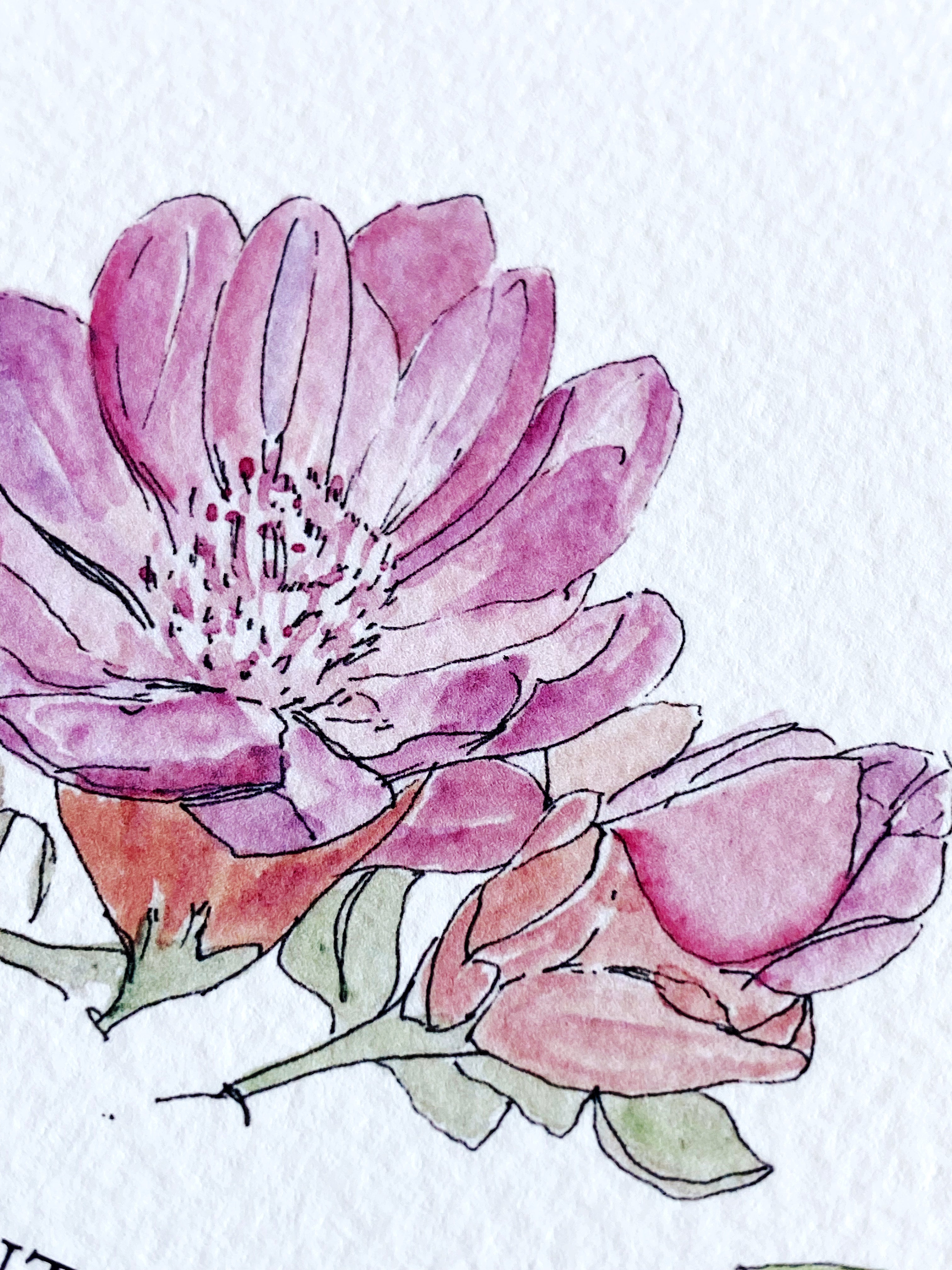 MONTANA State Flower Map: Bitterroot: PRINT