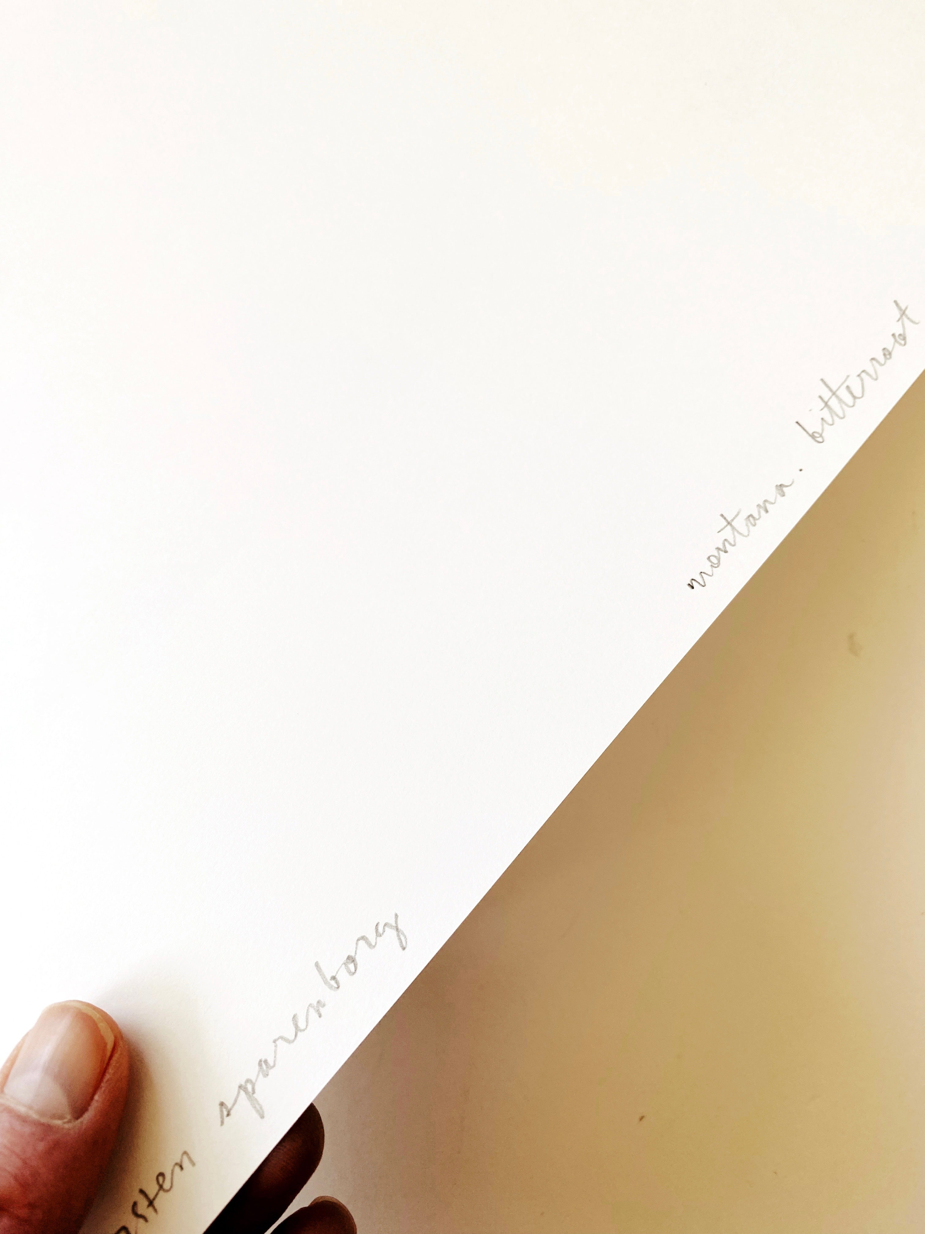 MONTANA State Flower Map: Bitterroot: PRINT