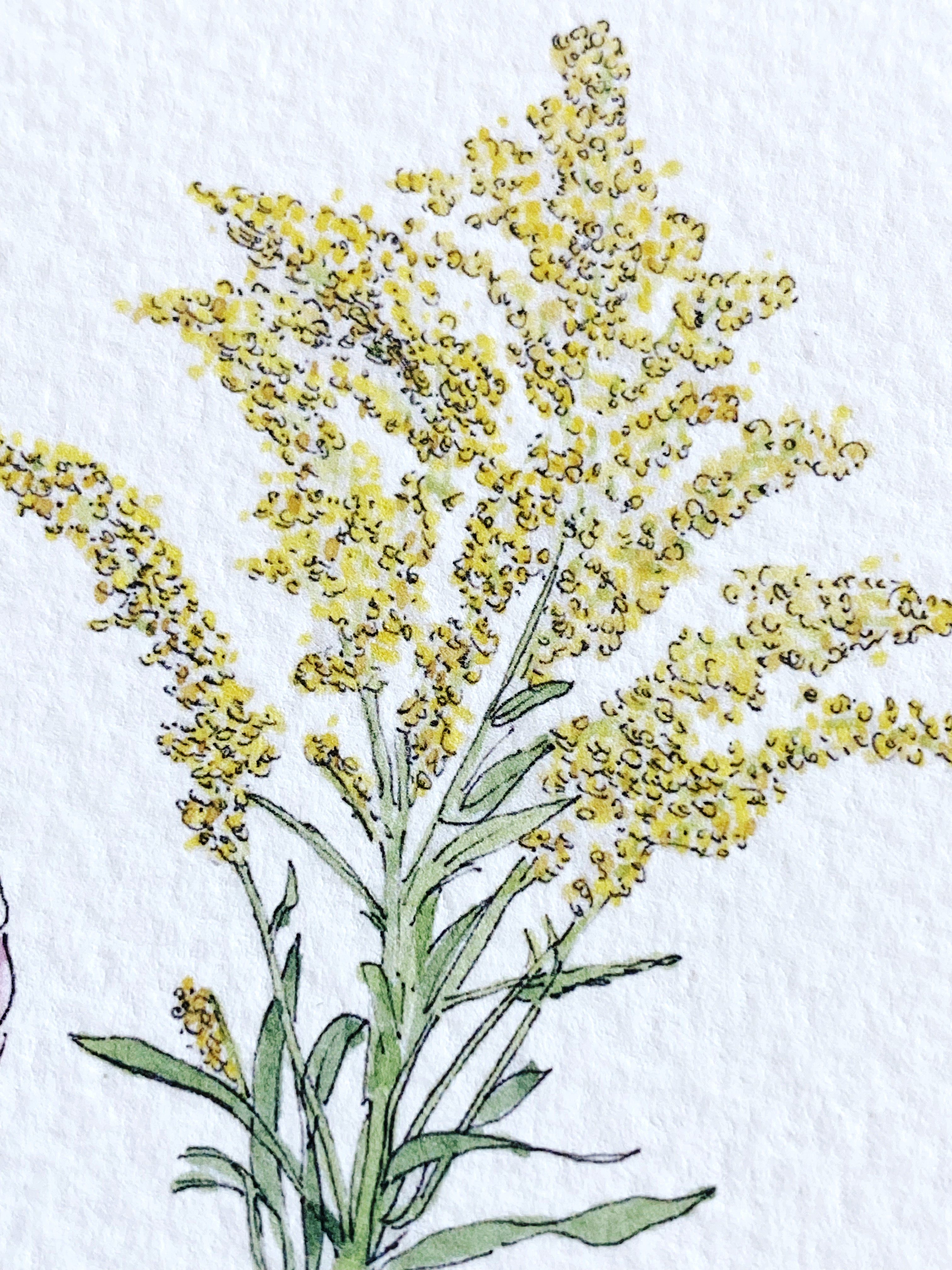 NEBRASKA State Flower Map: Goldenrod: PRINT