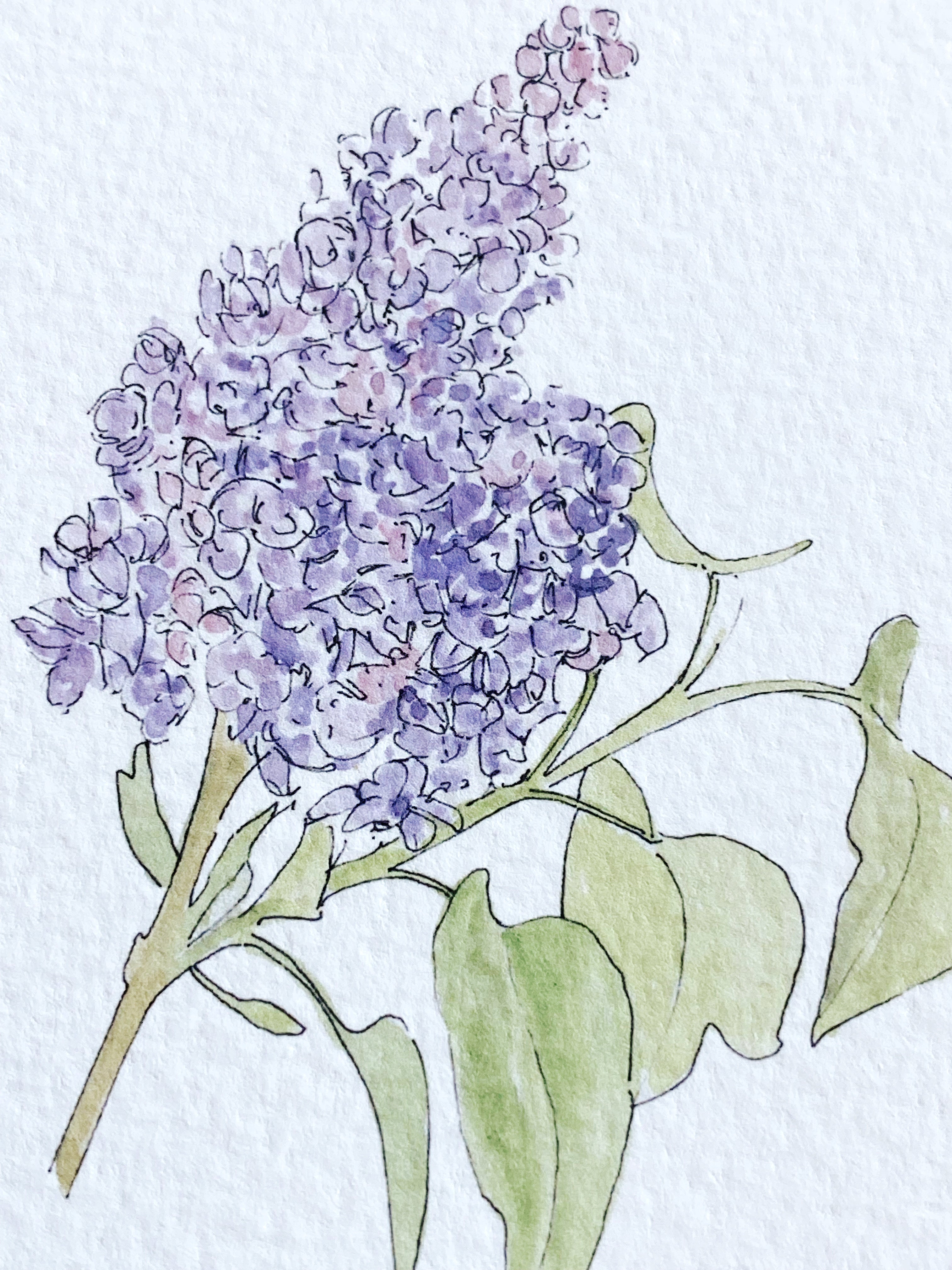 NEW HAMPSHIRE State Flower Map: Purple Lilac: PRINT