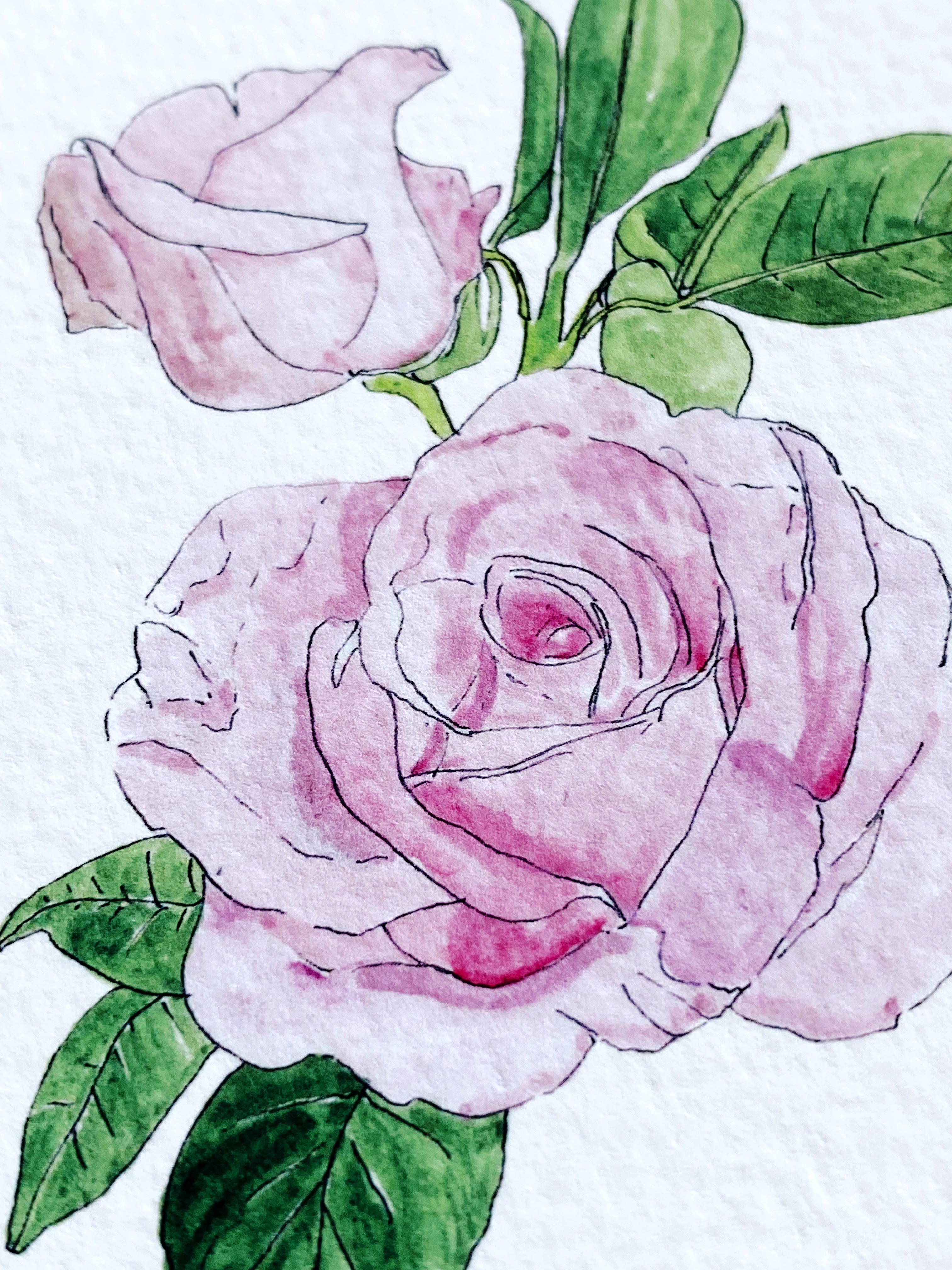 NEW YORK State Flower Map: Rose: PRINT