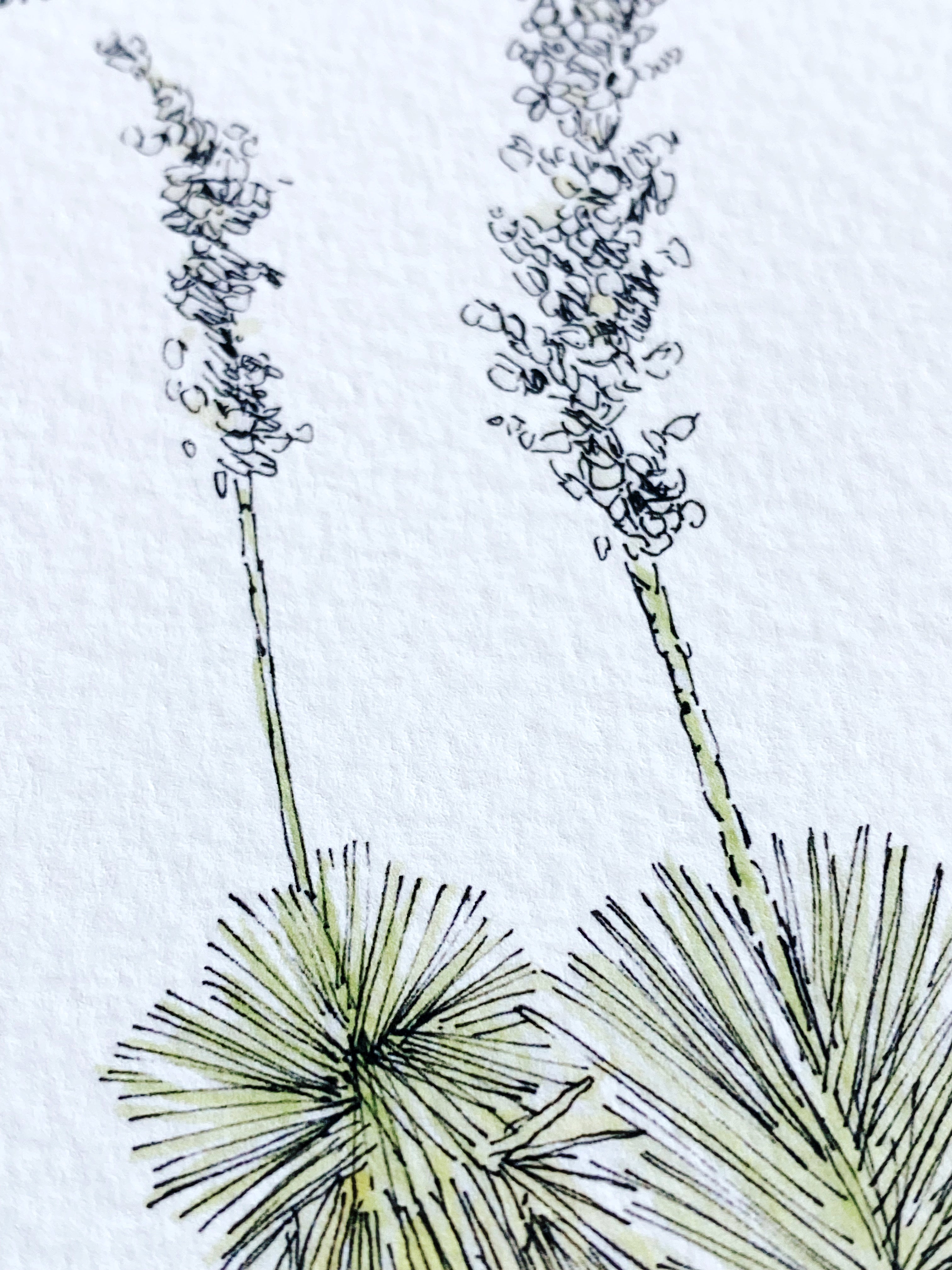 NEW MEXICO State Flower Map: Yucca Flower: PRINT