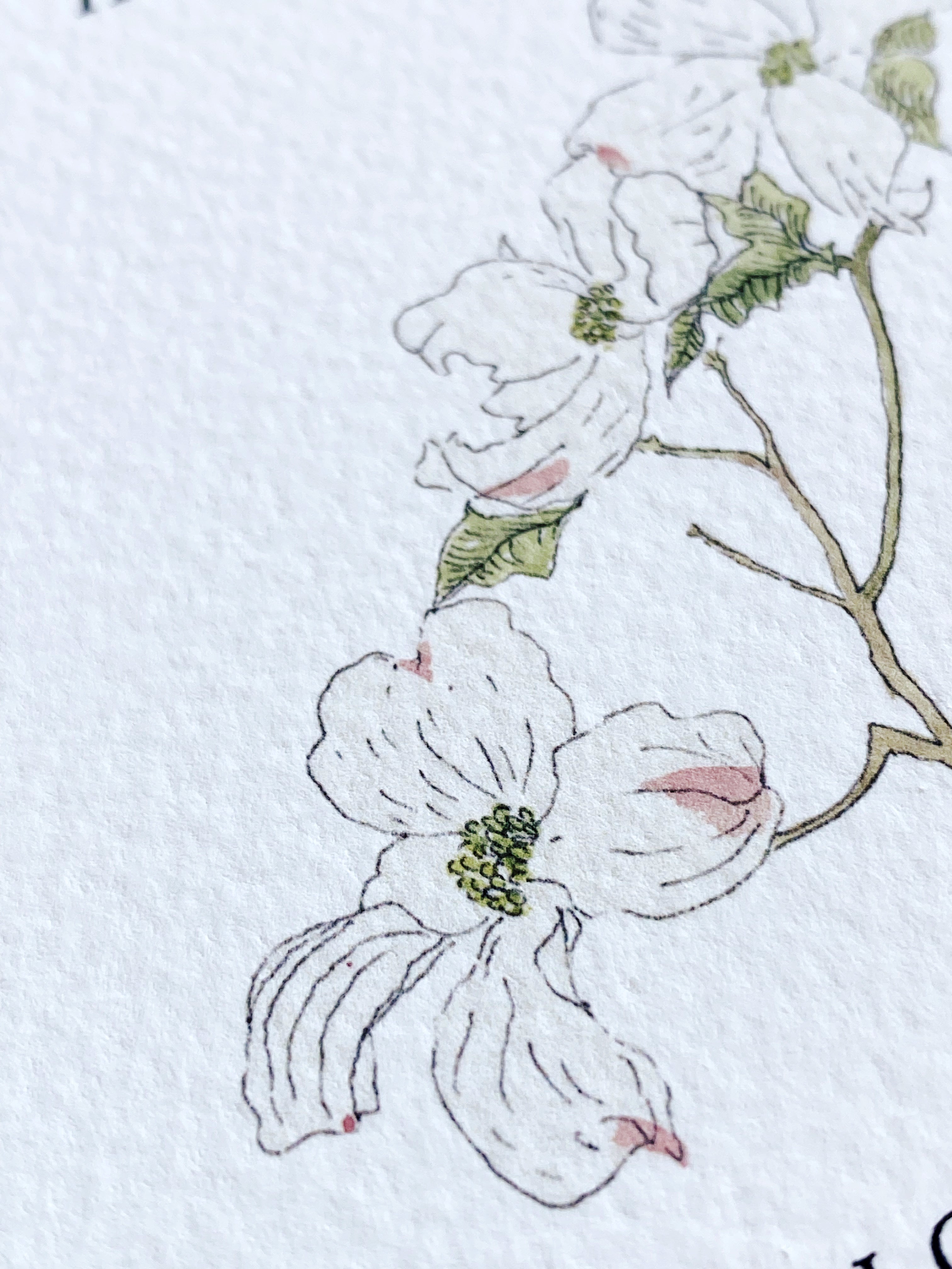 NORTH CAROLINA State Flower Map: Flowering Dogwood: PRINT