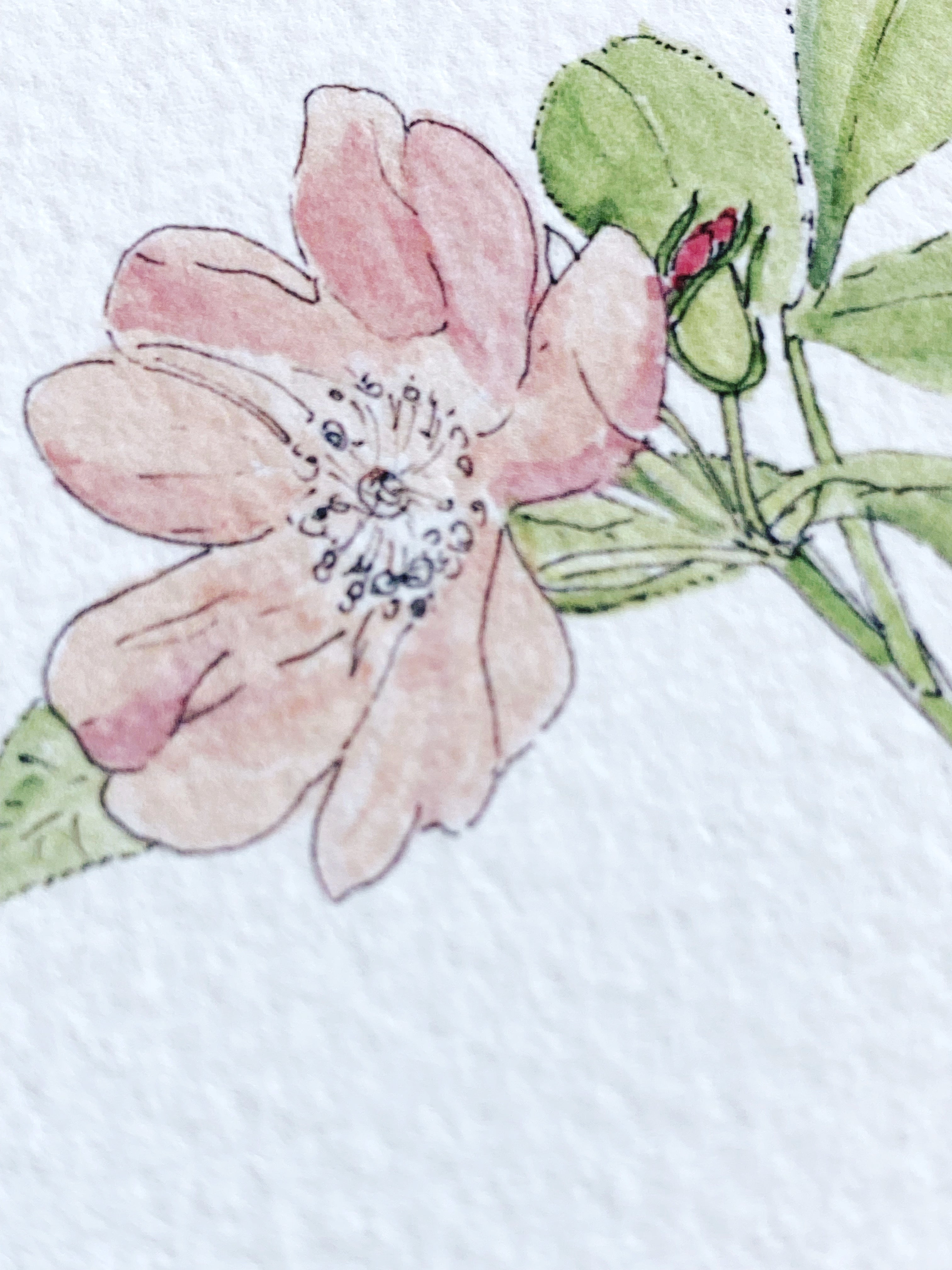 NORTH DAKOTA State Flower Map: Wild Prairie Rose: PRINT