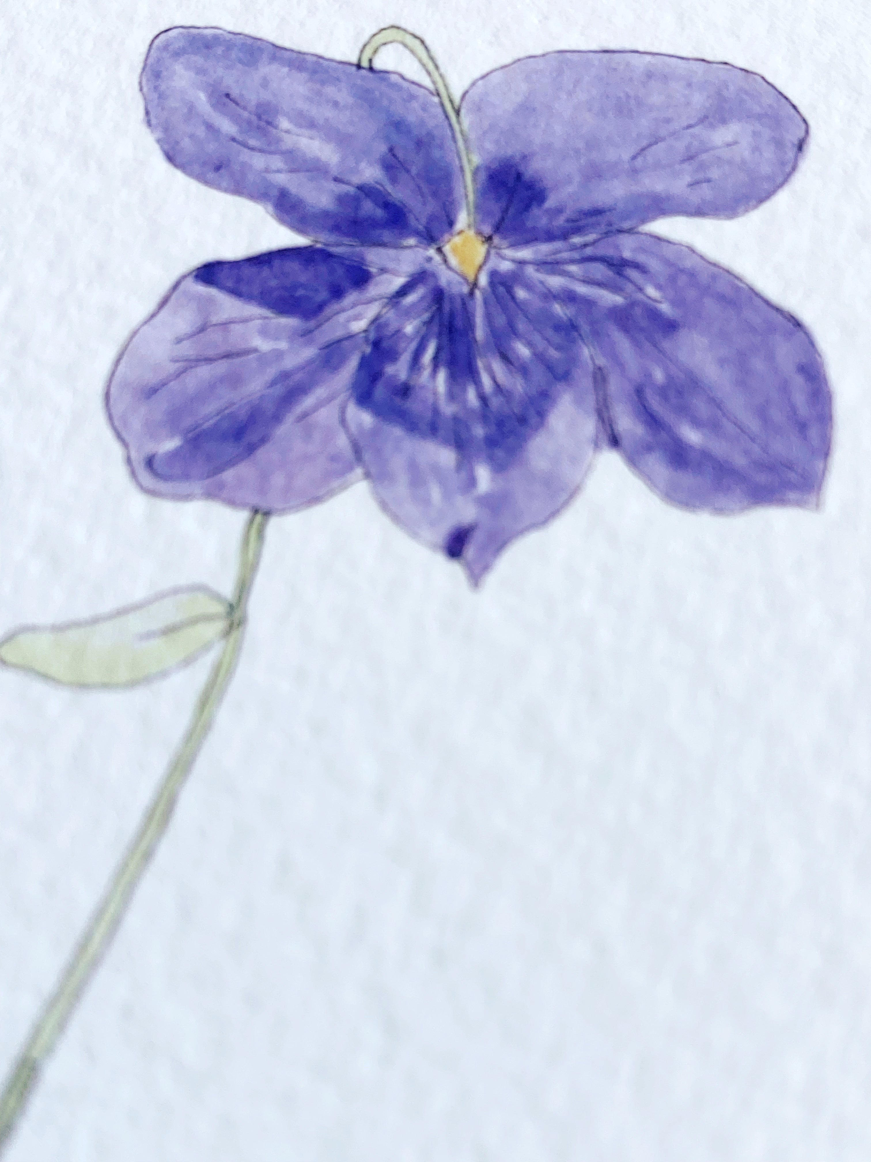 RHODE ISLAND State Flower Map: Violet: PRINT