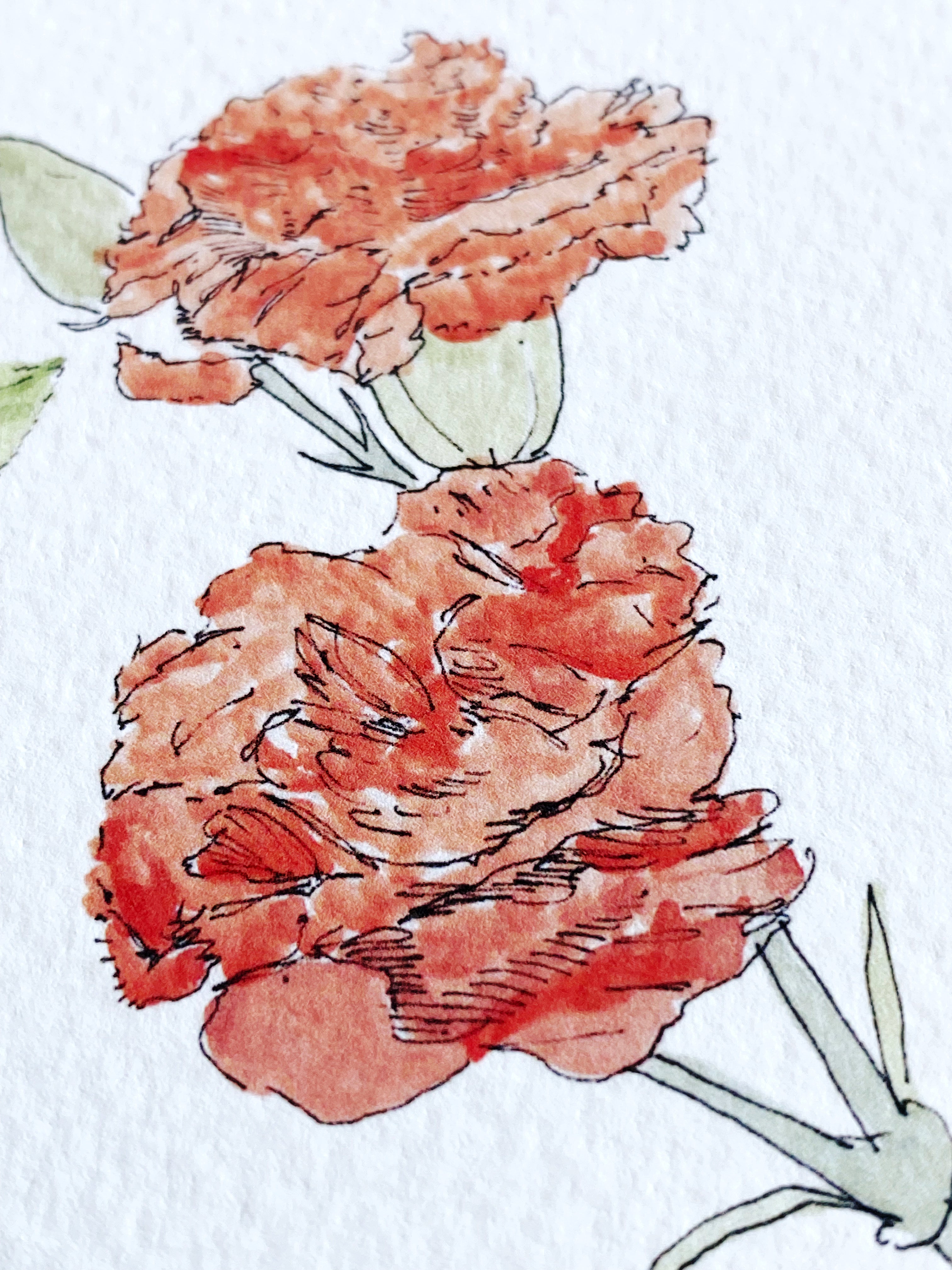 OHIO State Flower Map: Scarlet Carnation: PRINT