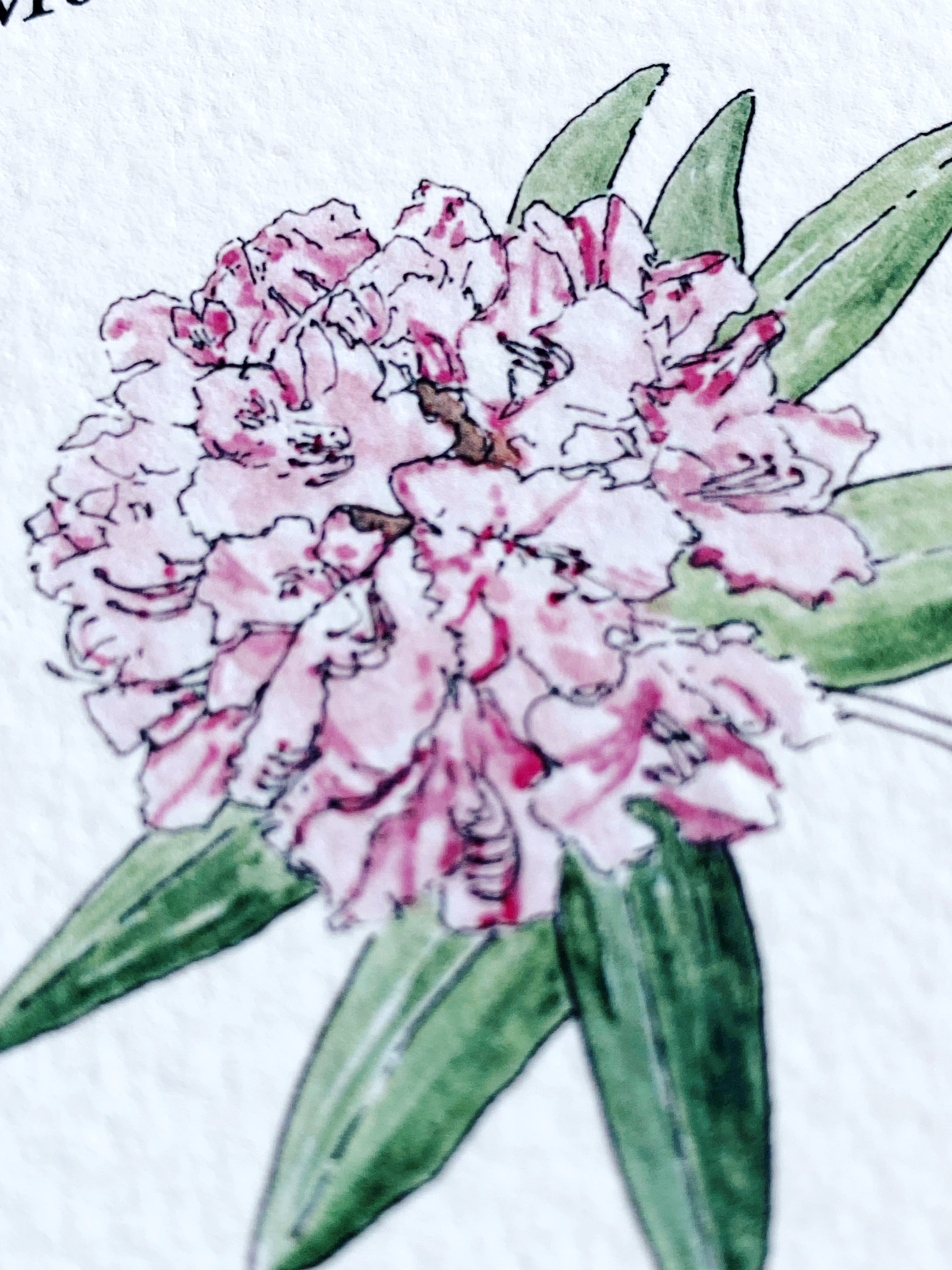 OLYMPIA Washington "Rhodies" State Flower Map - Standard Postcard