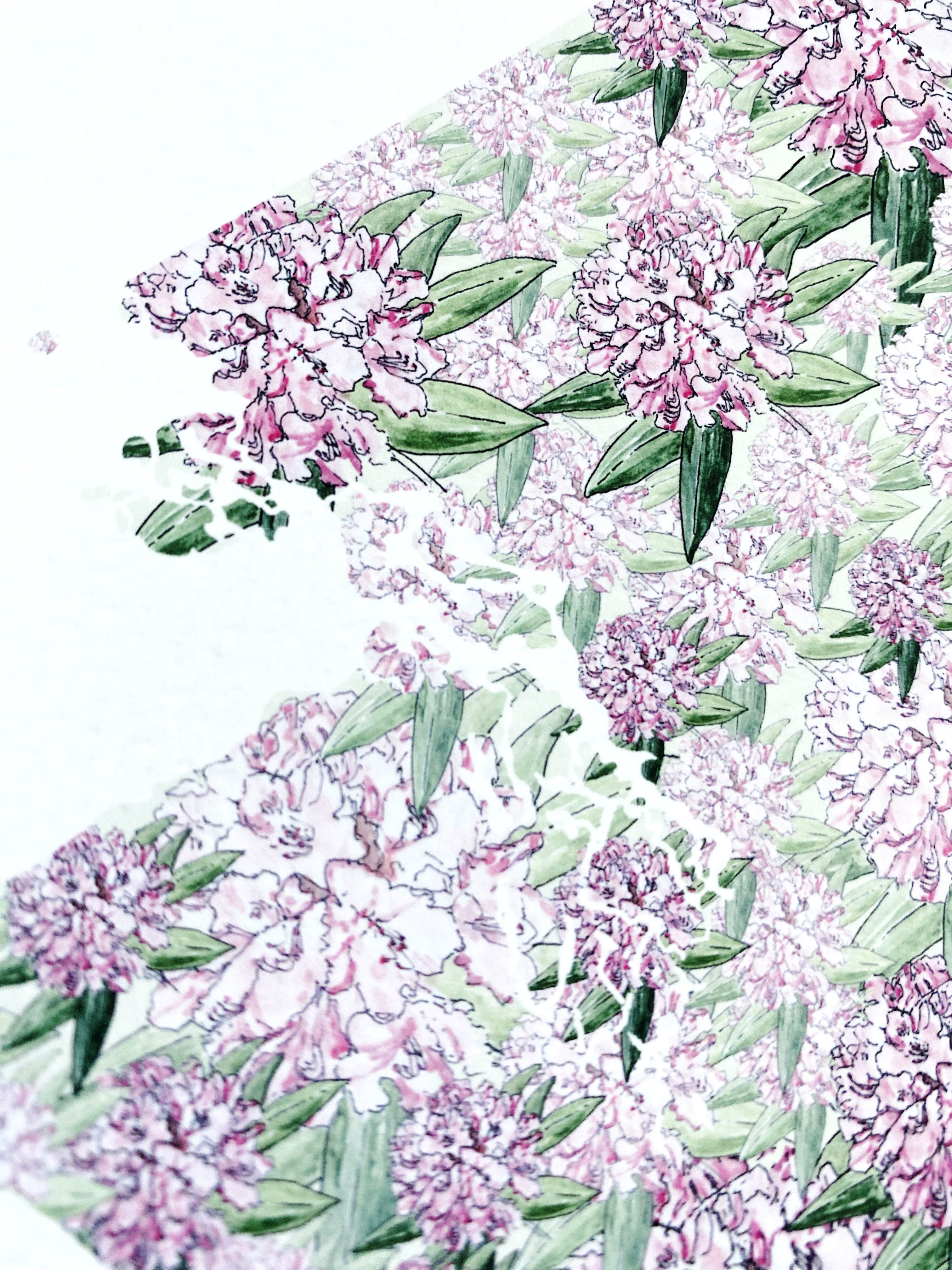 WASHINGTON State Flower Map: Coast Rhododendron: PRINT