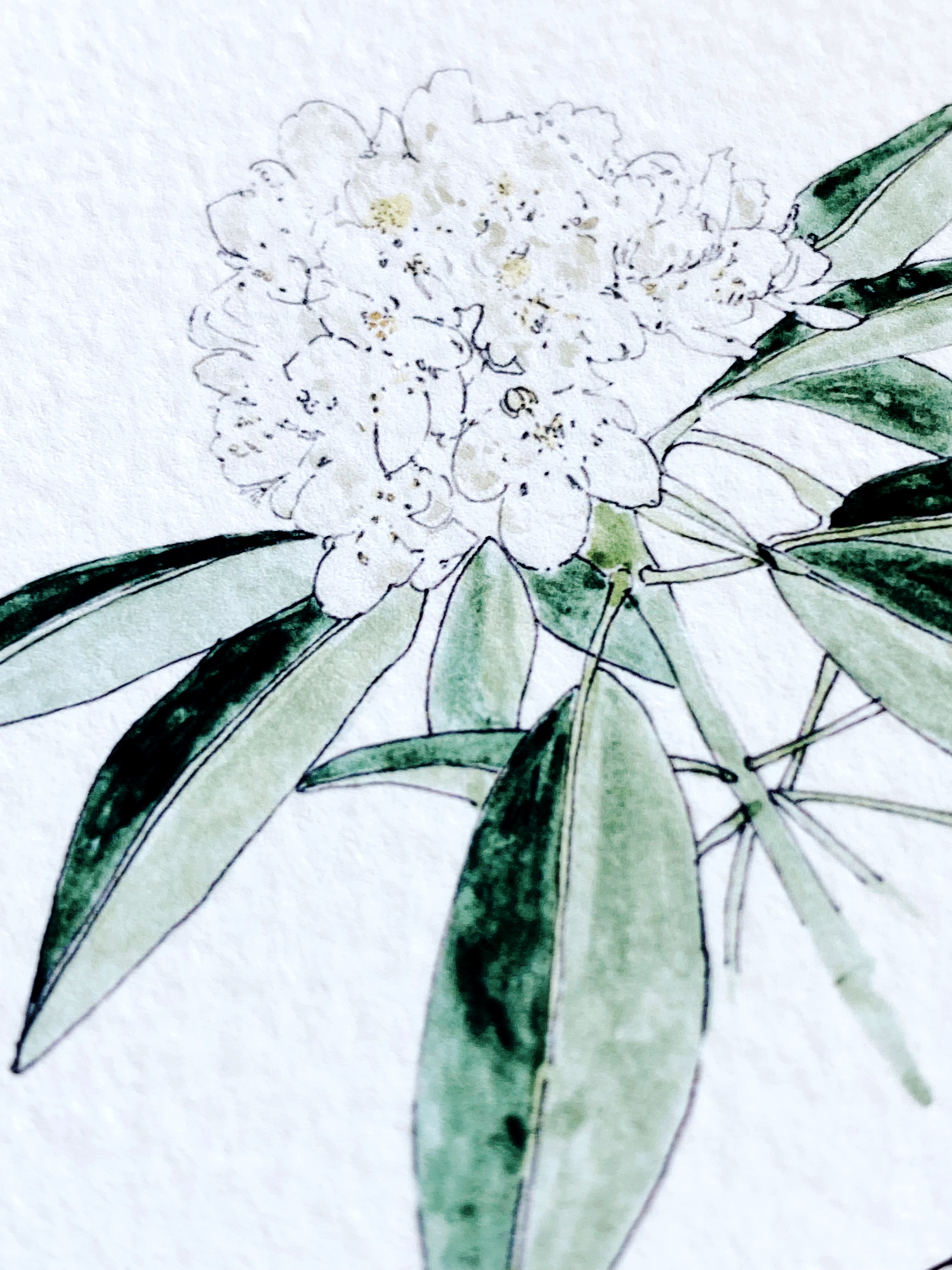 WEST VIRGINIA State Flower Map: Rhododendron: PRINT