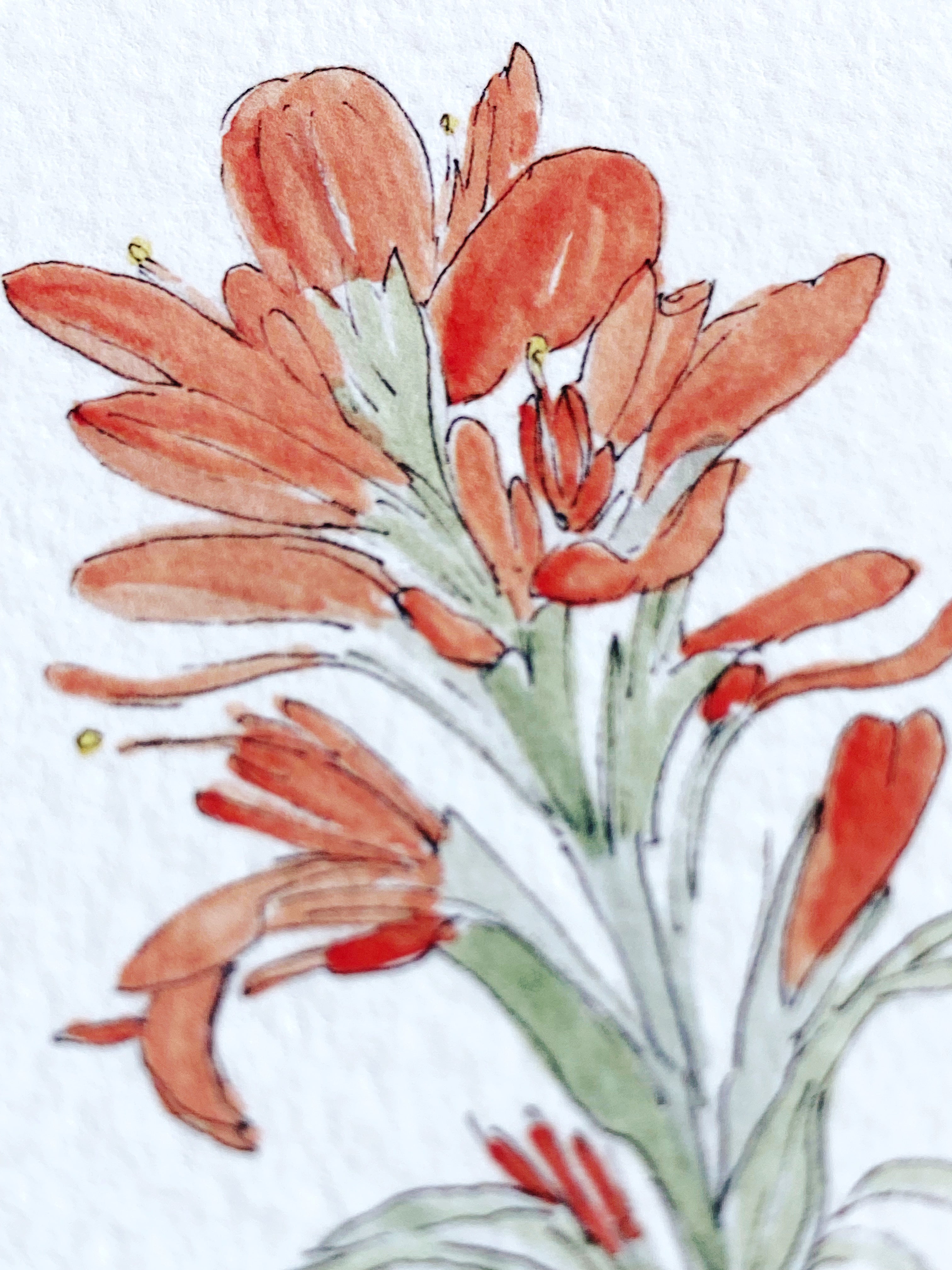 WYOMING State Flower Map: Scarlet Paintbrush: PRINT