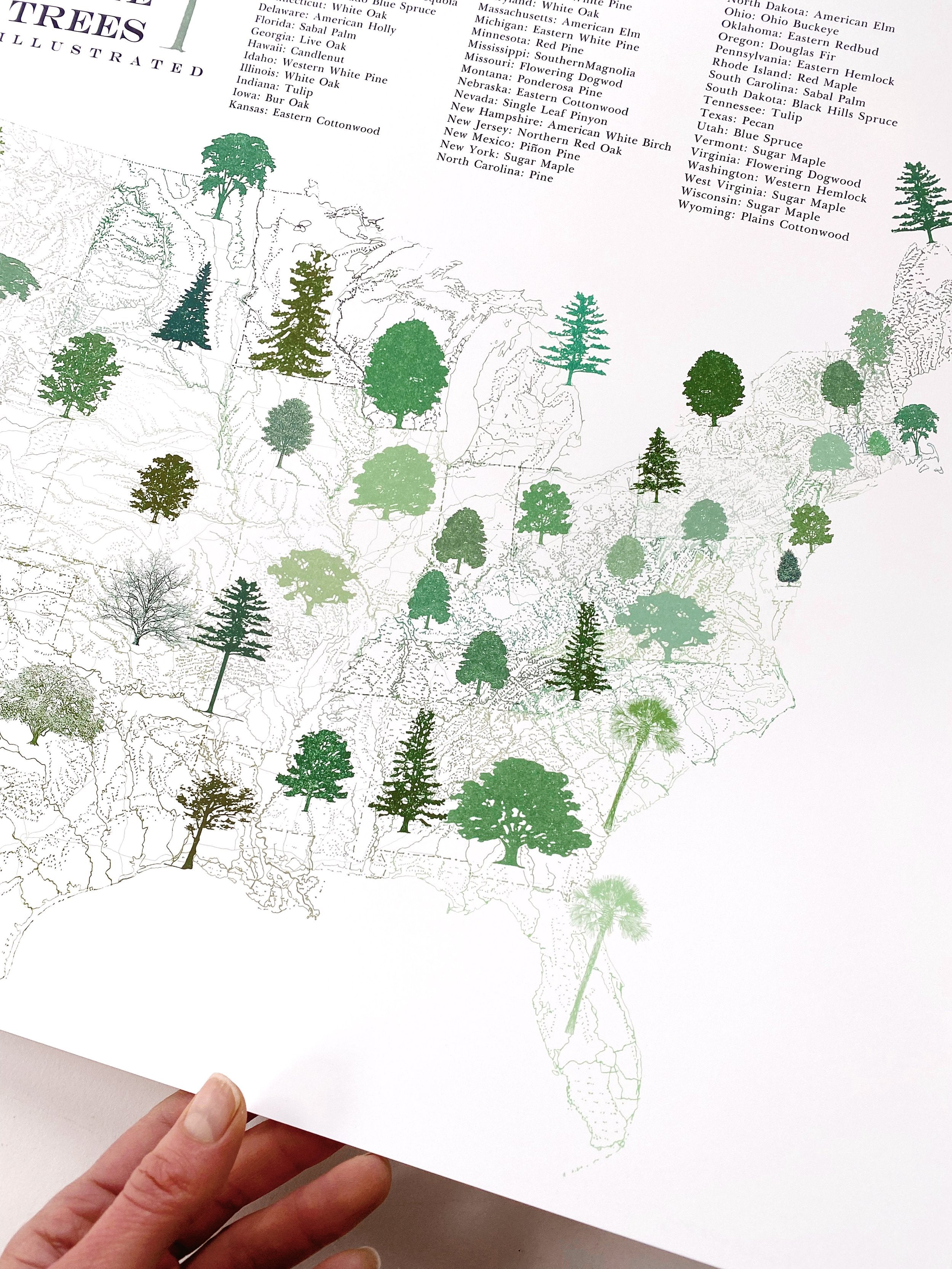 STATE TREEscape USA Map Drawing: PRINT (all 50 - with key)