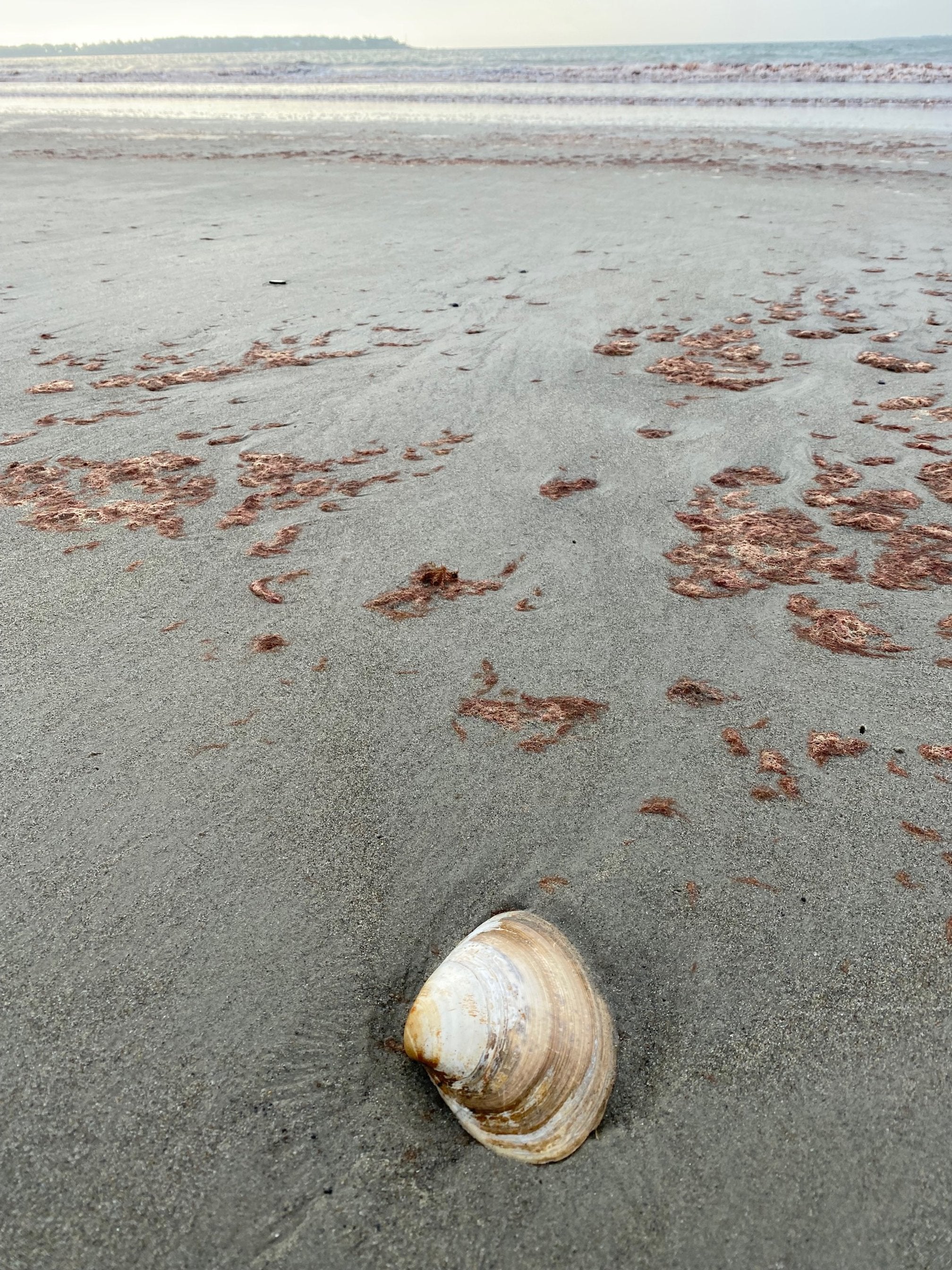 Beach Find 10