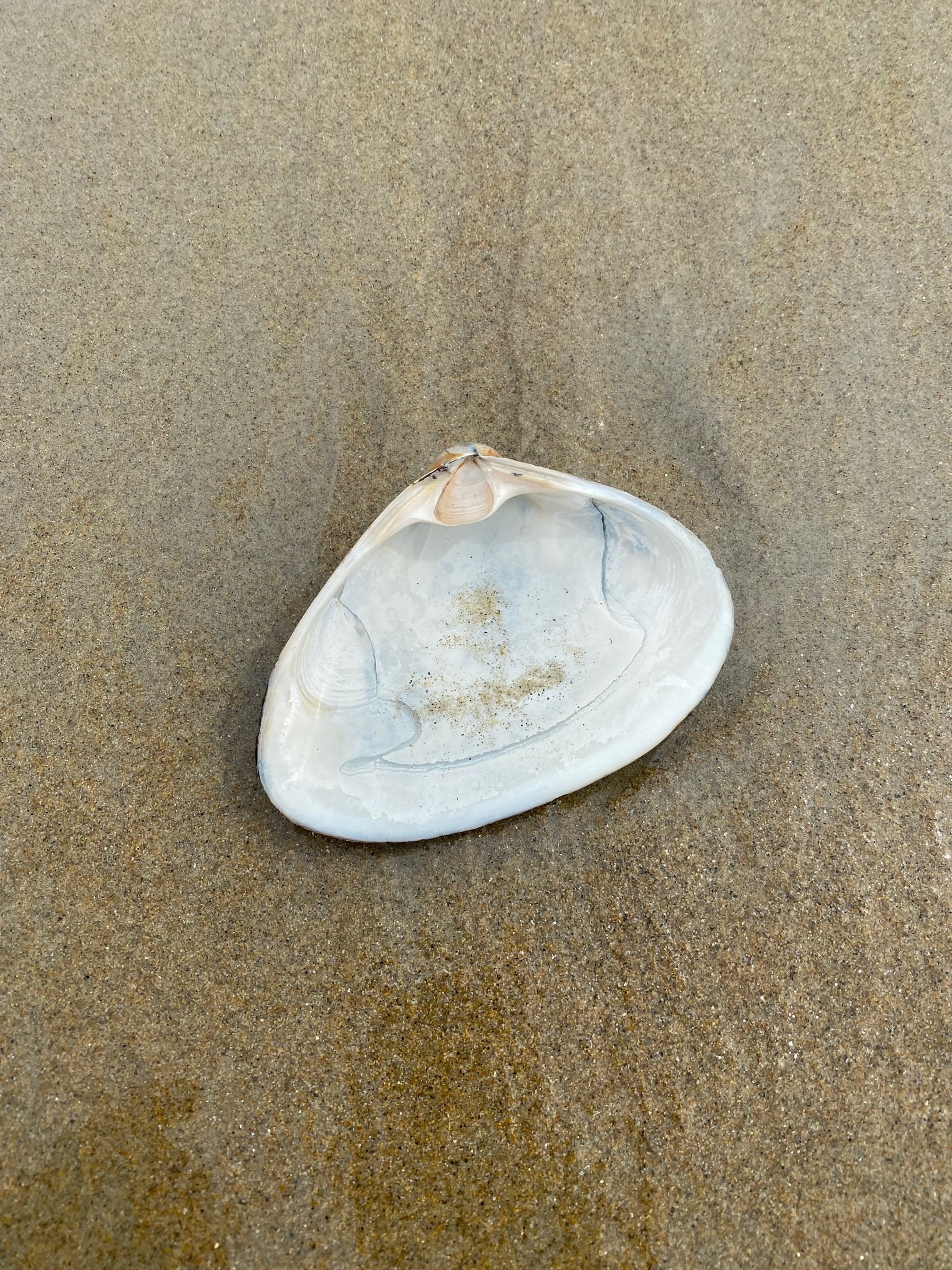 Beach Find 16