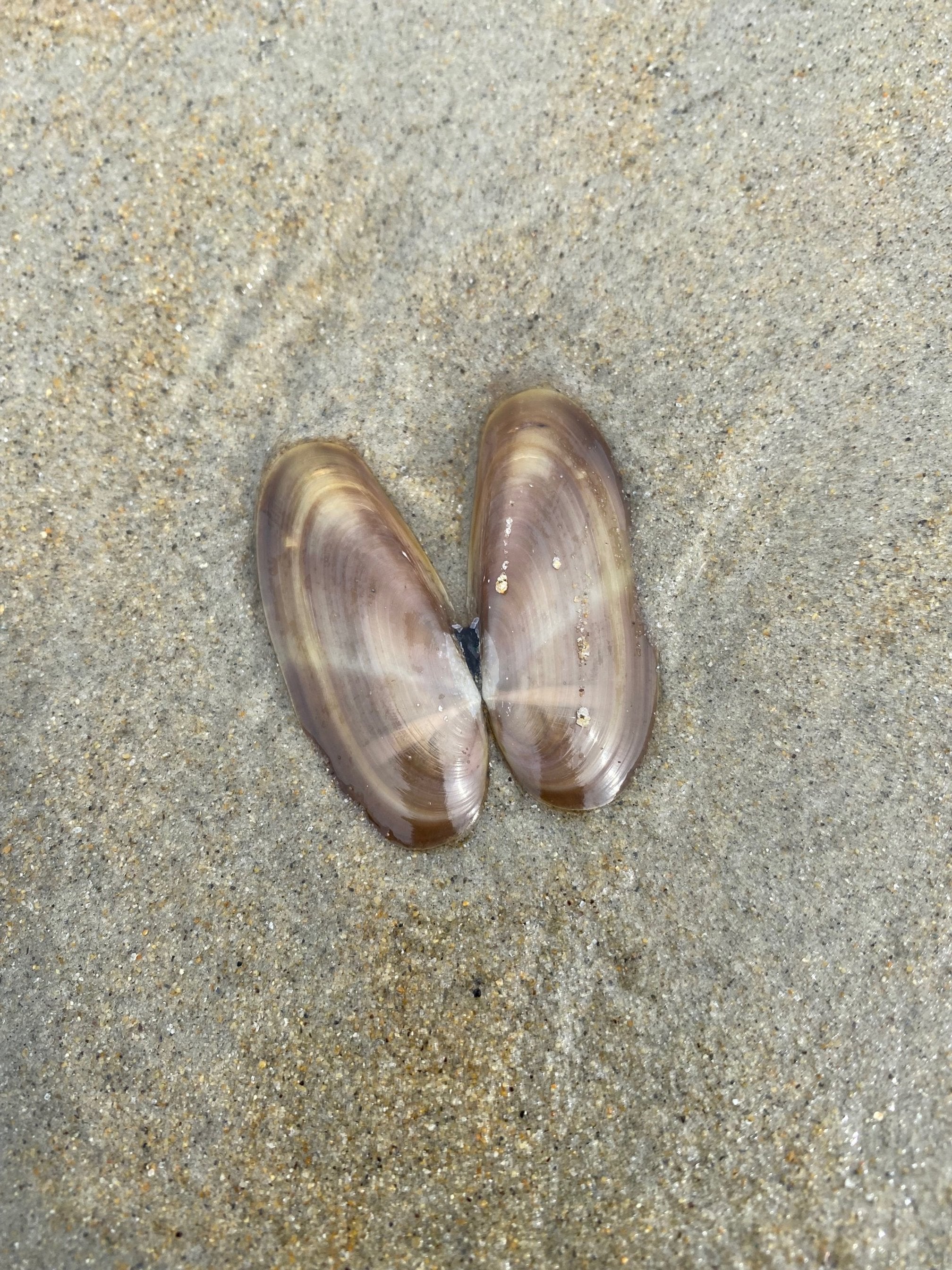 Beach Find 16